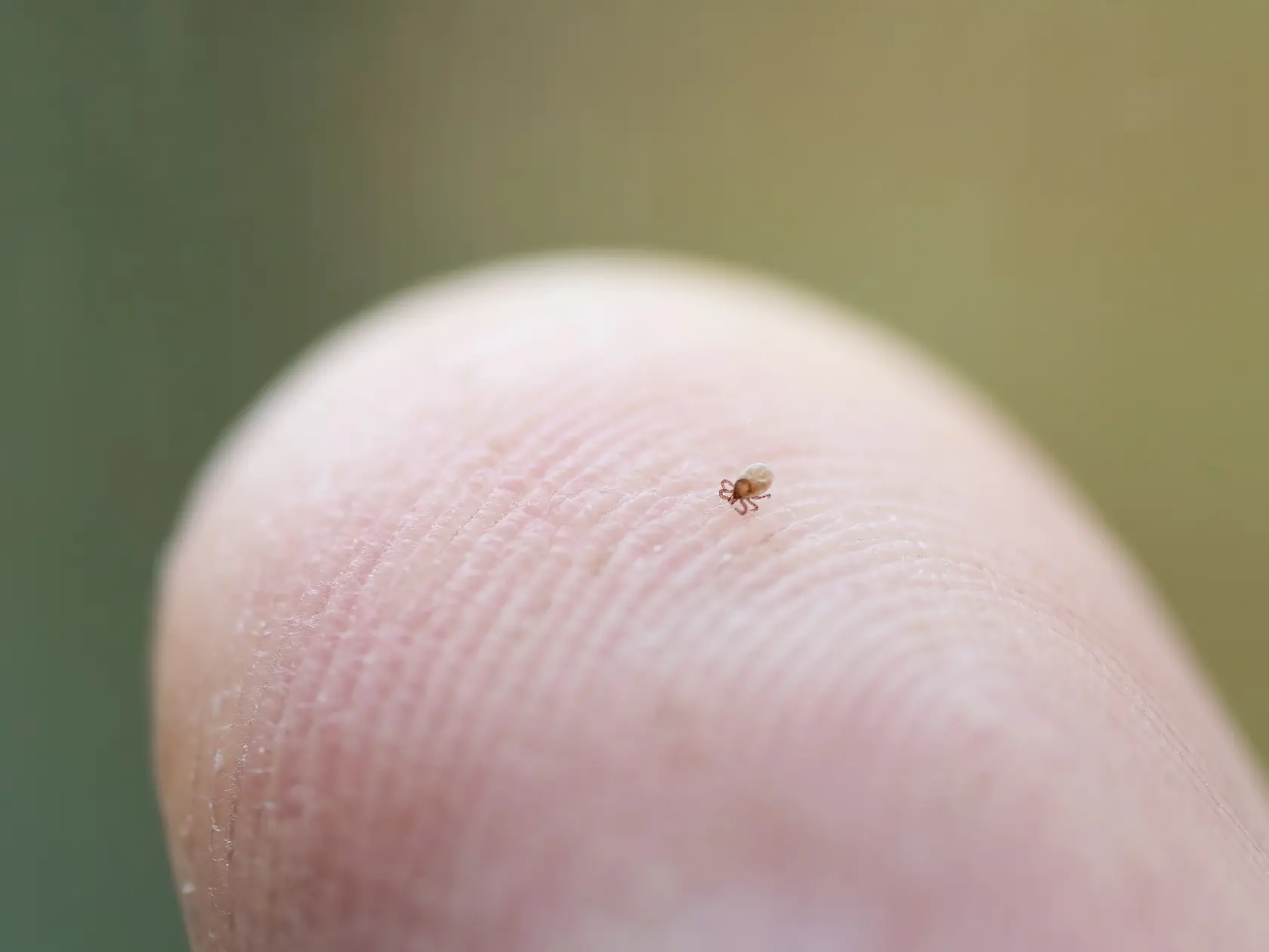 Prenášajú viac než len encefalitídu a boreliózu. Kliešte môžu prenášať aj babeziózu, anaplazmózu, ehrlichiózu či tularémiu.