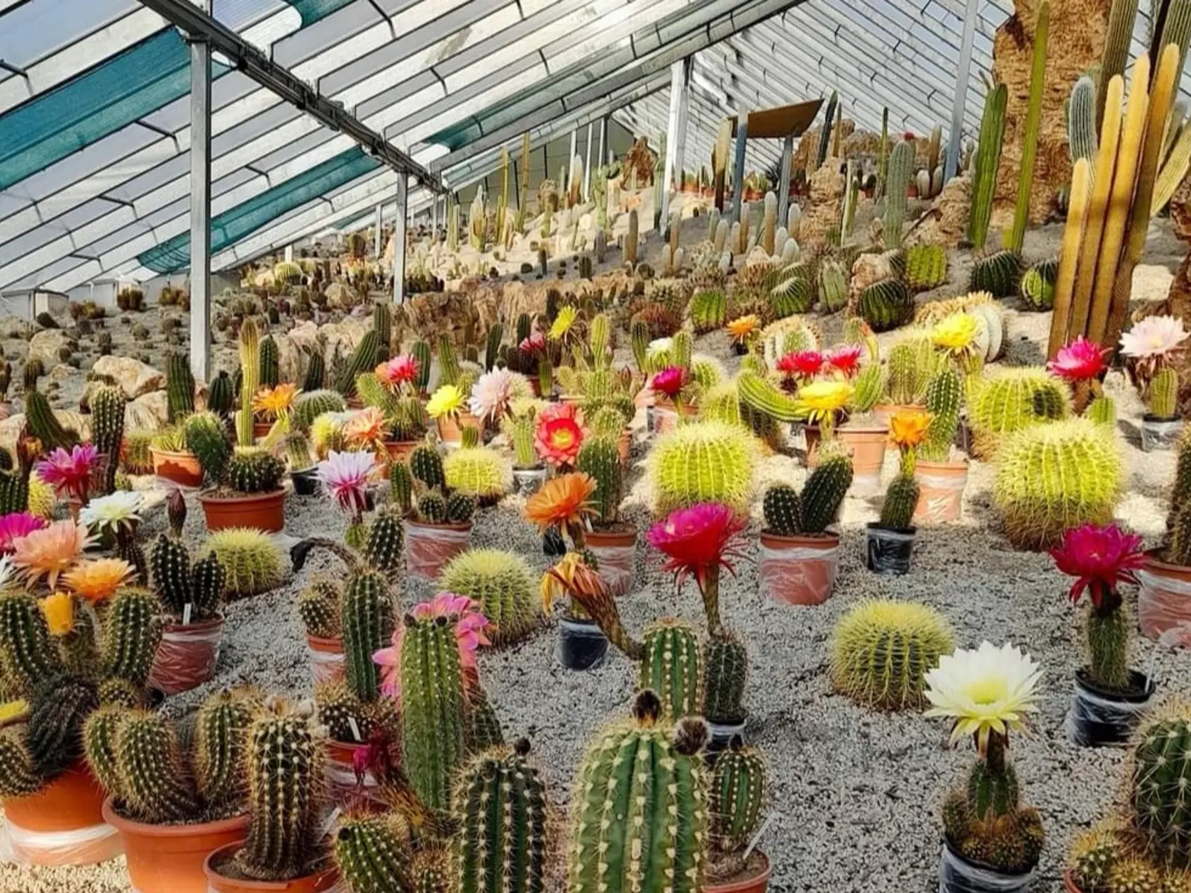 Takto nádherne zakvitli kaktusy v bojnickom Botany Parku cez víkend. Naraz ich kvitlo približne 80, to najväčšie kvitnutie, kedy by malo mať kvety až okolo tisíc kaktusov však príde v najbližších dňoch.