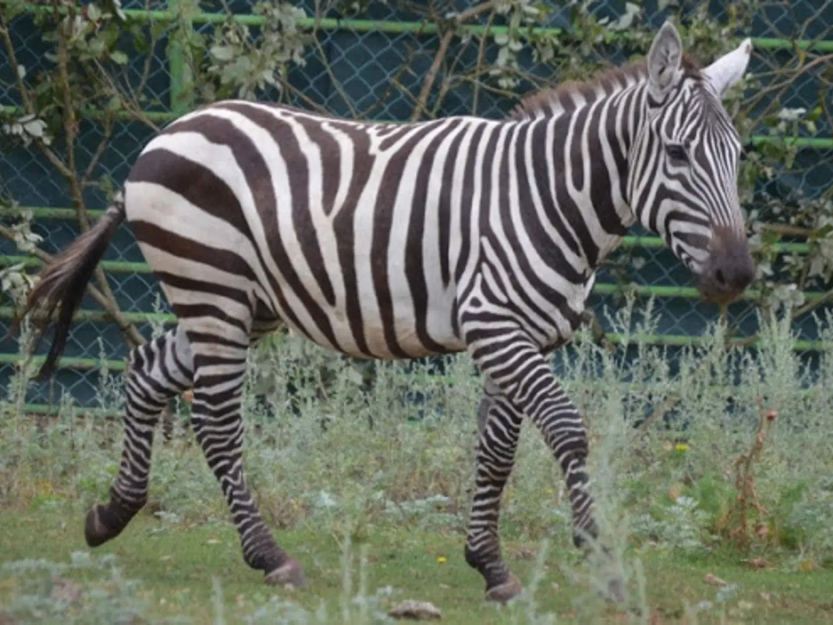 V súčasnosti sa považujú za najohrozenejší poddruh zebry stepnej. Podľa databázy Zims sa v európskych zoo chová len 20 jedincov v ôsmich zariadeniach.