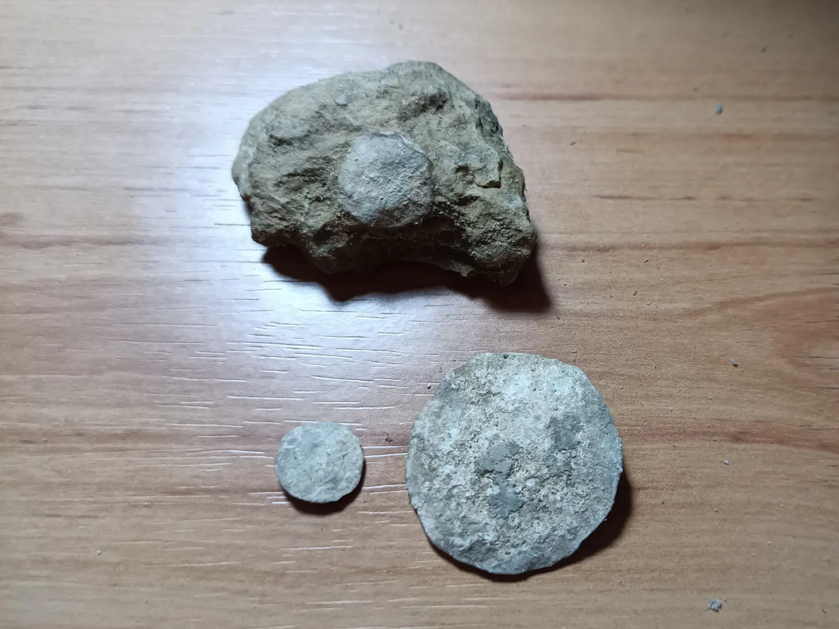 Numulity merajú od milimetrov až po centimetre. Najväčší, ktorý sa tu našiel mal až 10 centimetrov. Niektoré sú ešte uväznené v hornine.