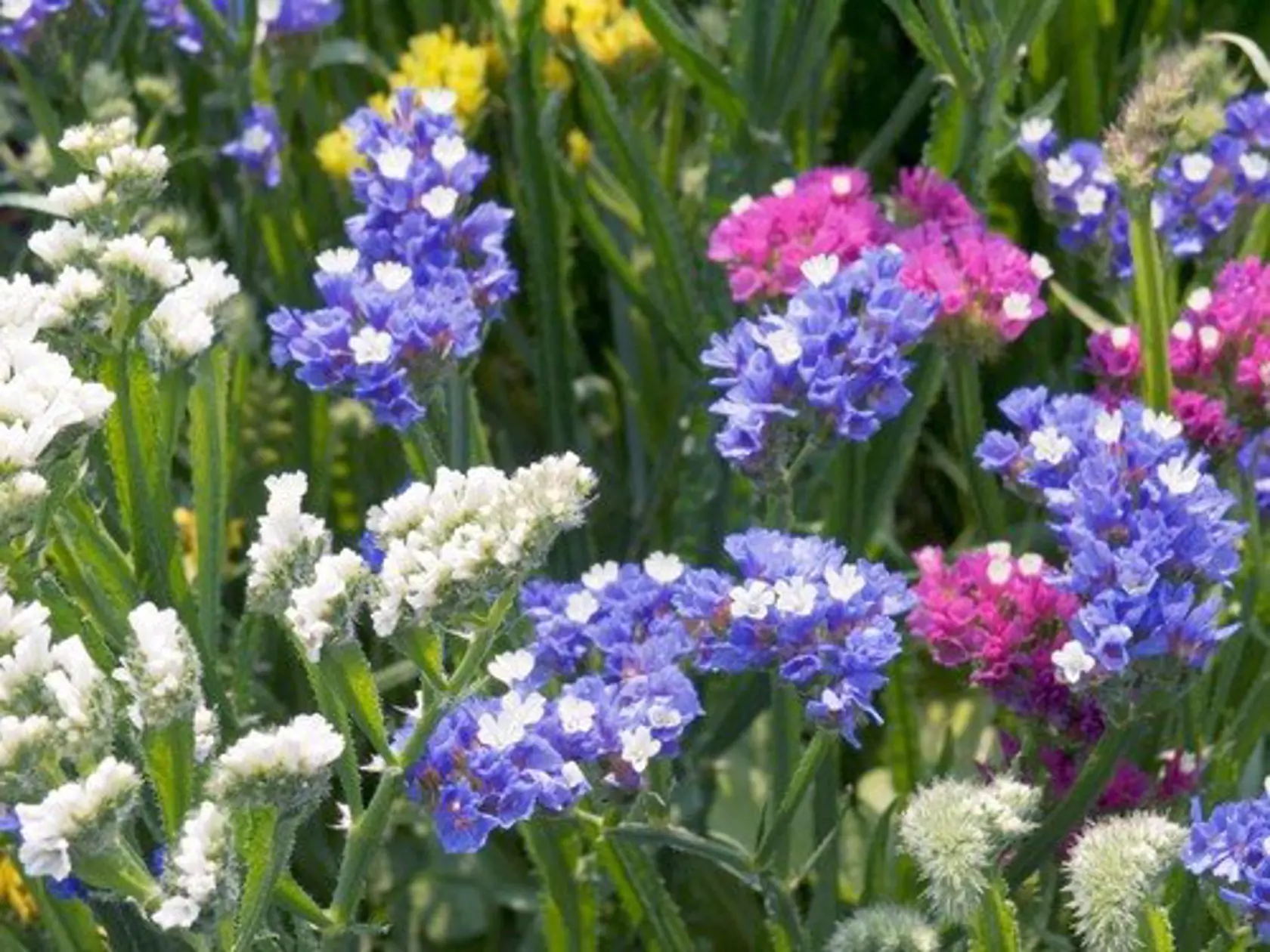 LIMONIUM SINUATUM  (EVERLASTING FLOWER)