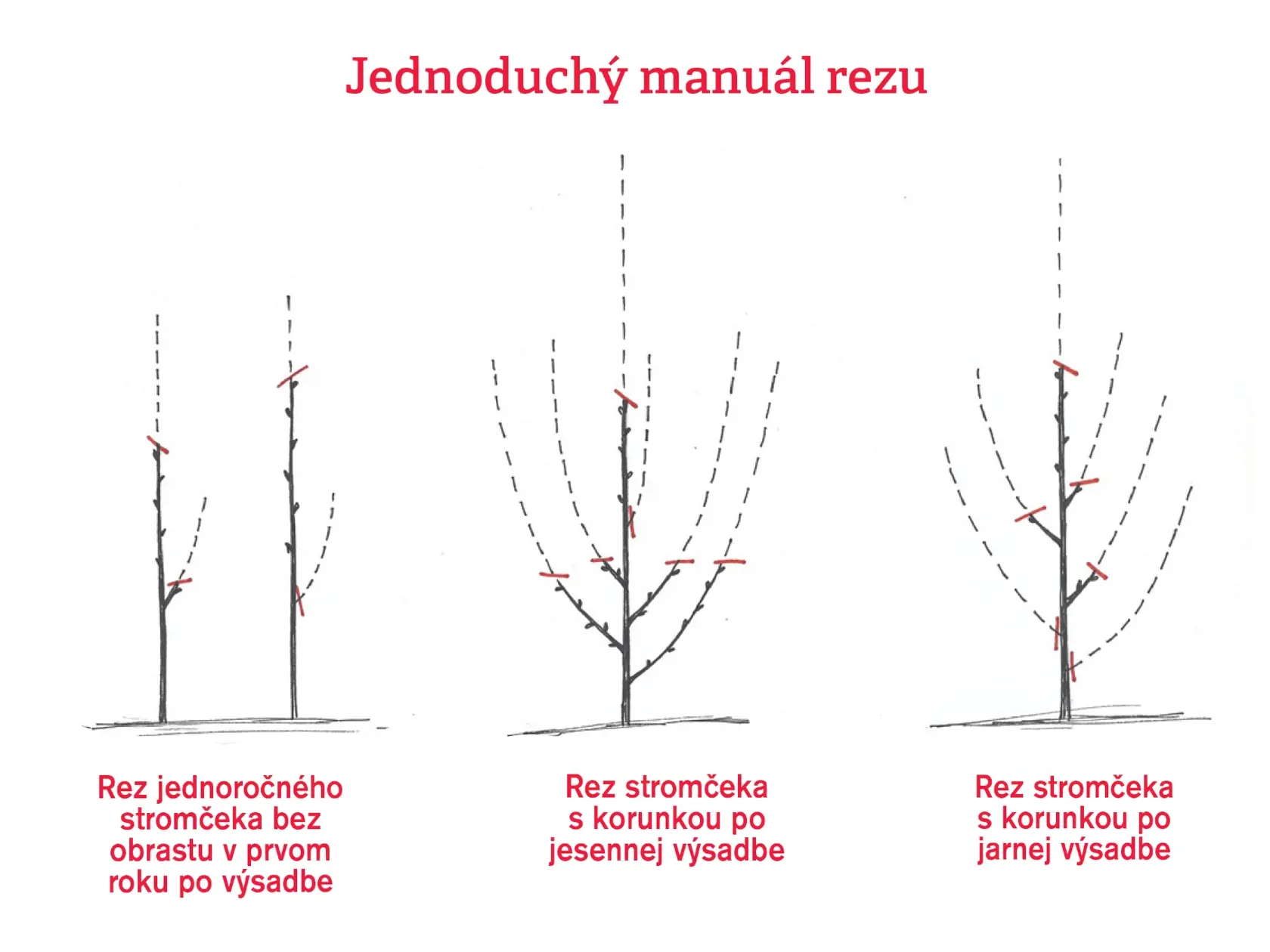Tvarovanie stromčekov bez obrastu alebo so založenou korunkou, ako aj výchovný rez po jesennej a jarnej výsadbe nie je nič zložité. Riaďte sa nasledovnými nákresmi.