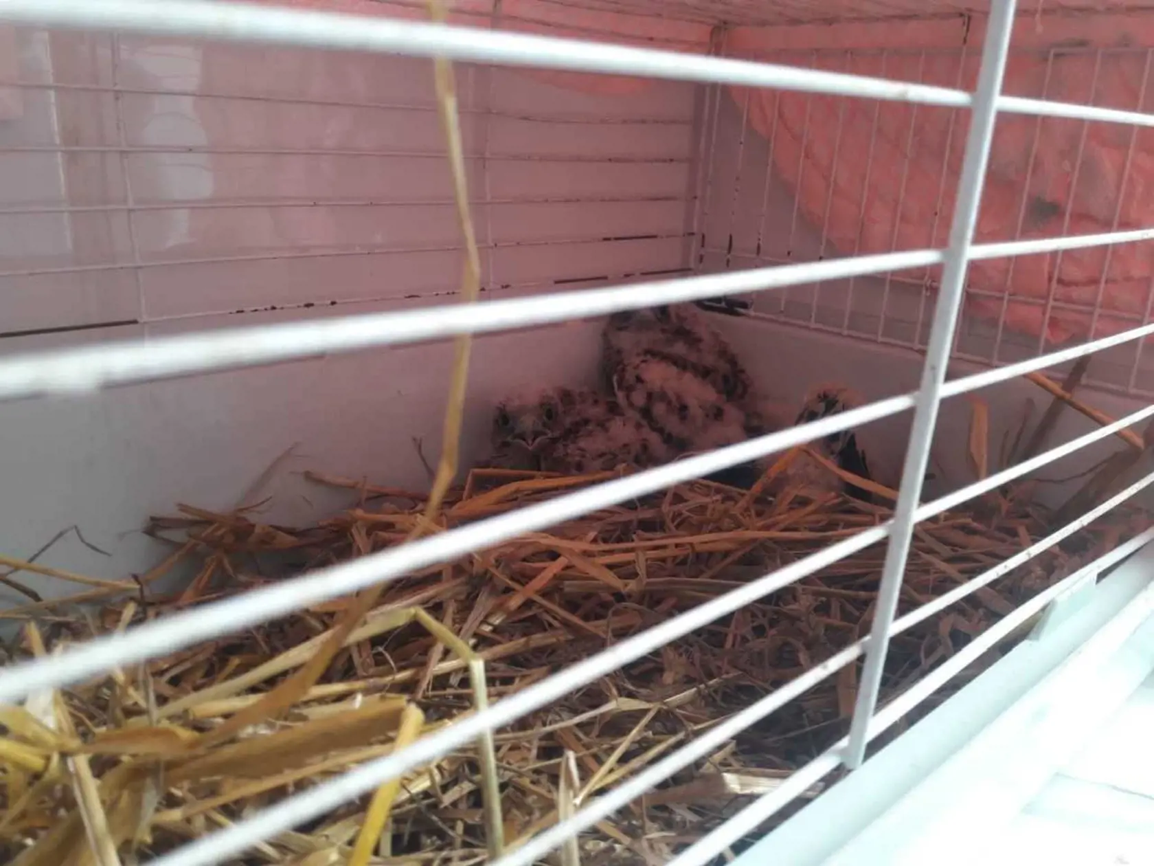 Mláďatám zachránite život správnym zaobchádzaním. 
