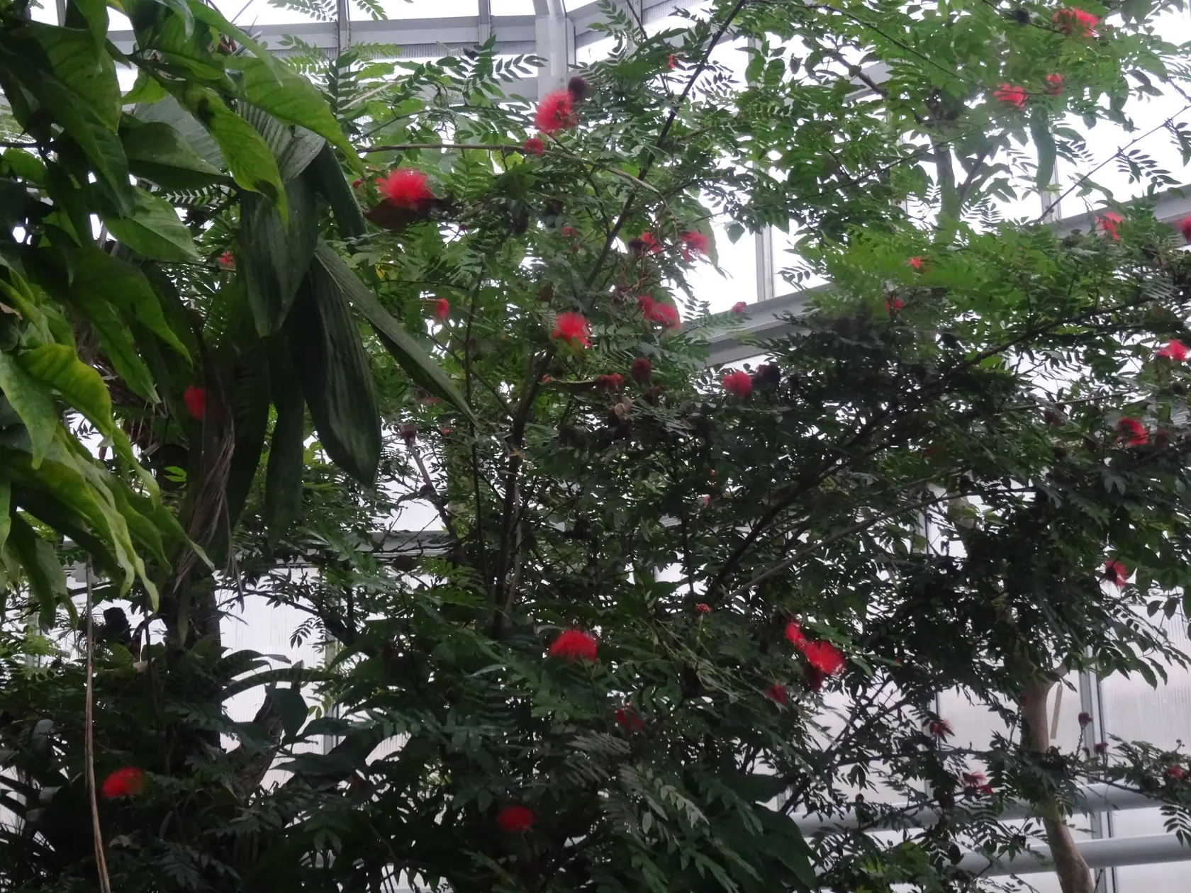 Caliandra.