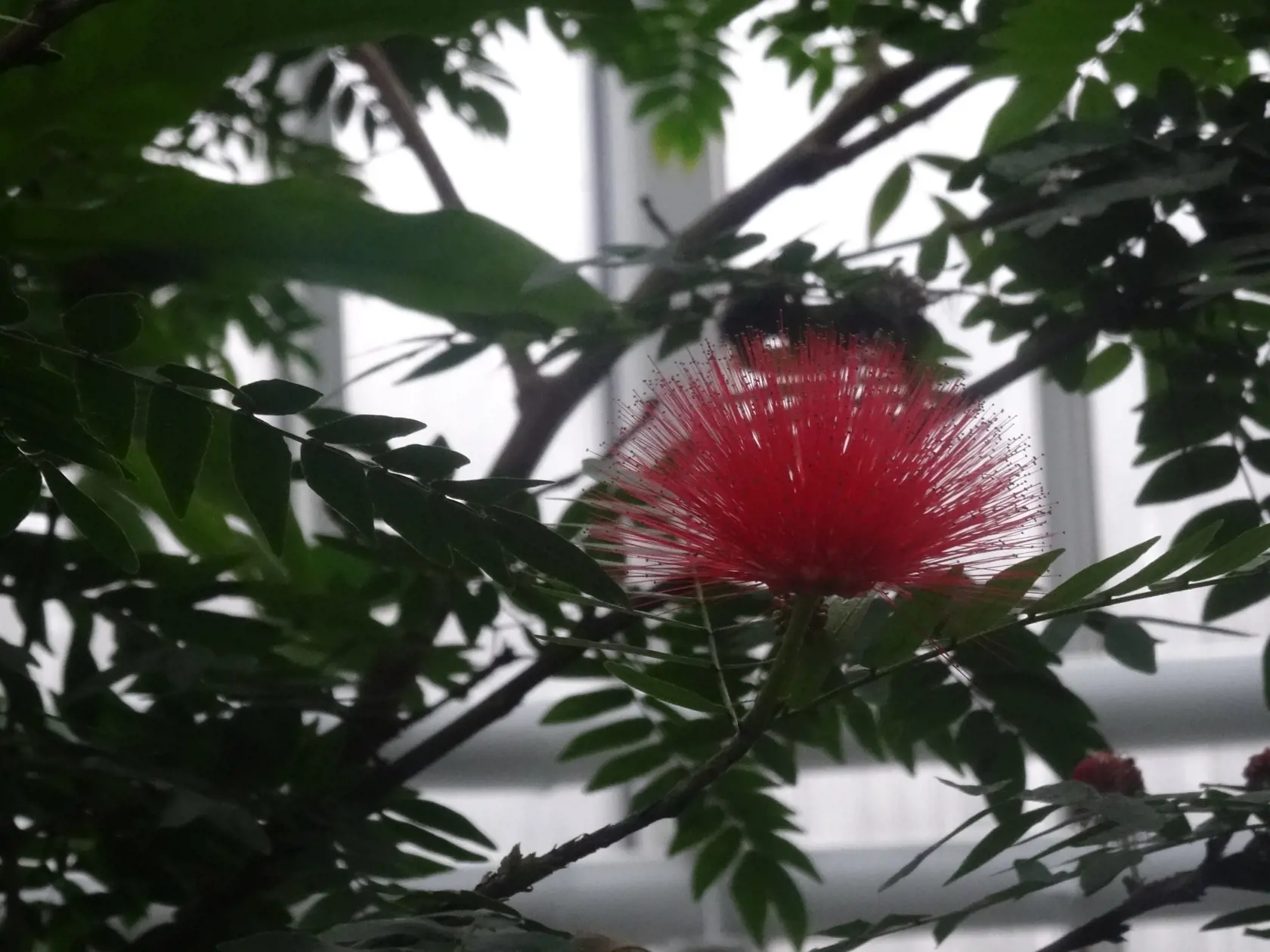 Caliandra.