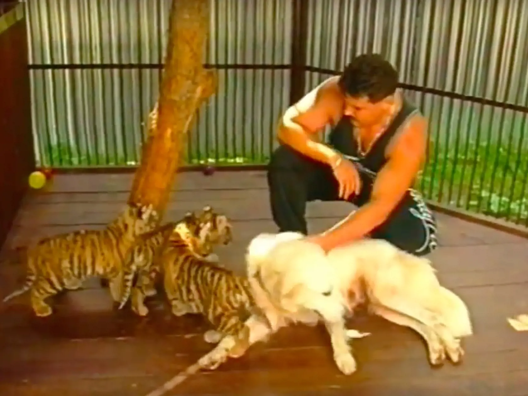 Černák mal biele tigre ako zábavku.