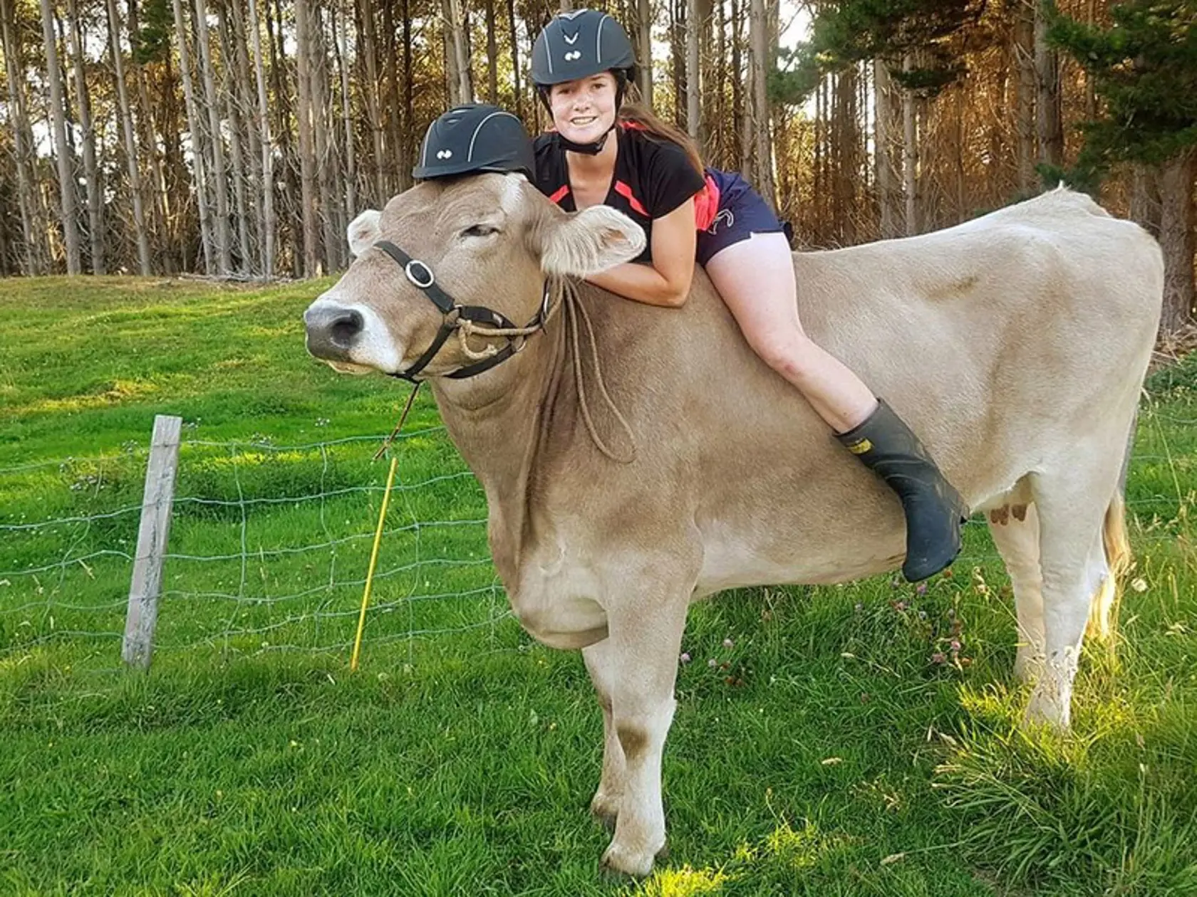 Adoptujte si aj vy svoju kravičku.