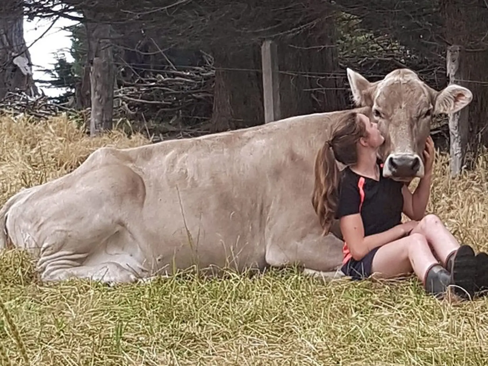 Kravičku si môžete adoptovať za 10 mliečnych výrobkov.