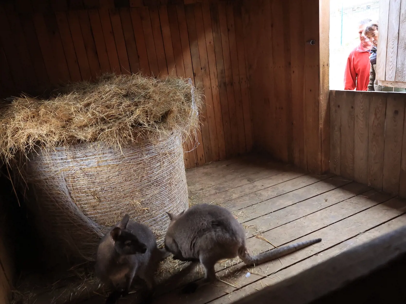 Klokany prišli zo ZOO v Spišskej Novej Vsi.