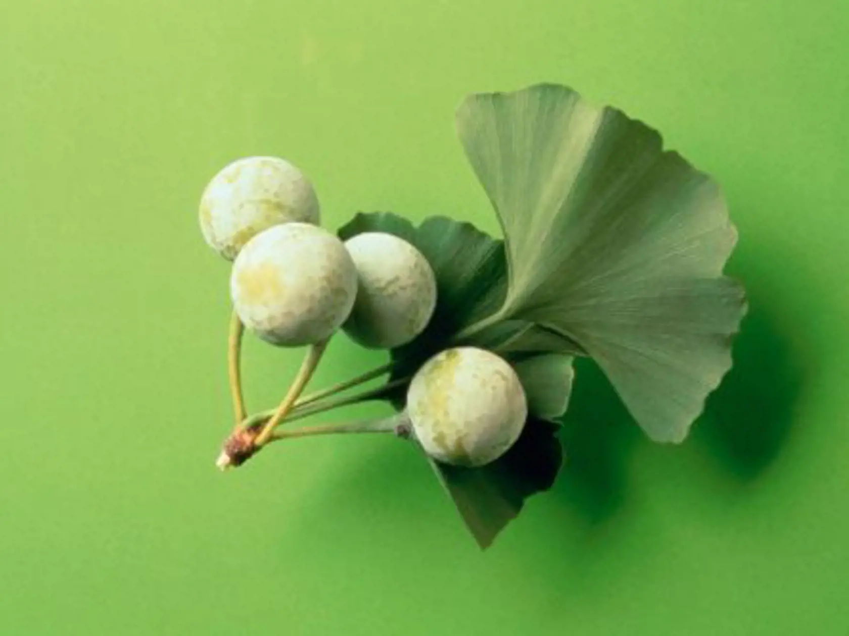 ginkgo biloba