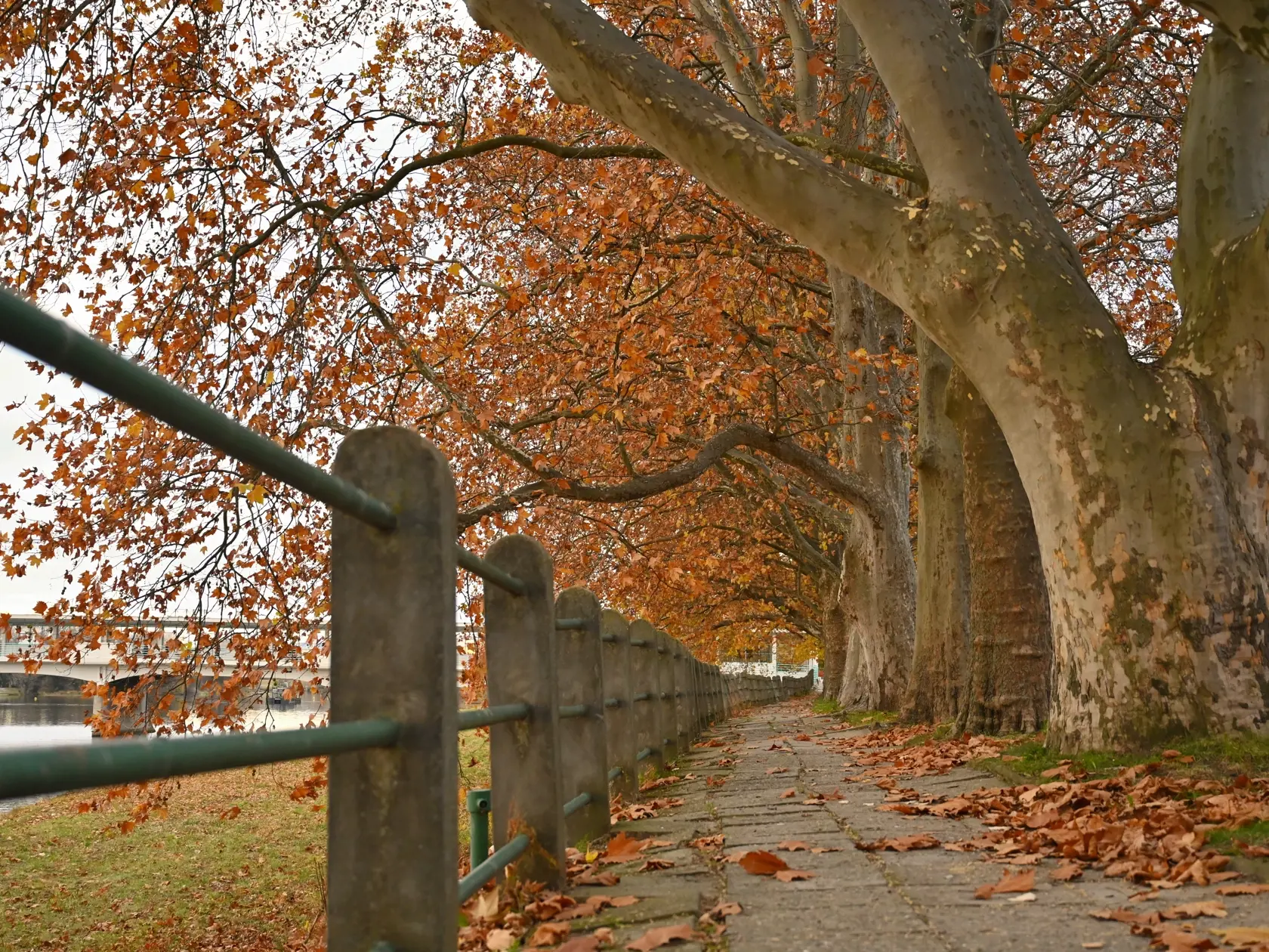 Jesenná atmosféra v Piešťanoch 11. novembra 2021. FOTO TASR - Lukáš Grinaj