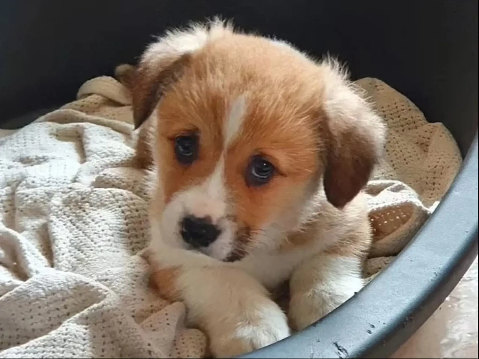 Šteňatá boli prvými Jej Veličenstva, ktoré neboli priamymi potomkami jej úplne prvého corgiho Susan - ktorú dostala v roku 1944 od rodičova na jej 18. narodeniny.