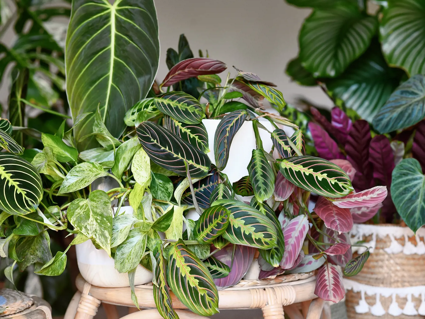 Potosovec, filodendron alebo maranta skvelo spestria tienisté zákutia vášho príbytku. 