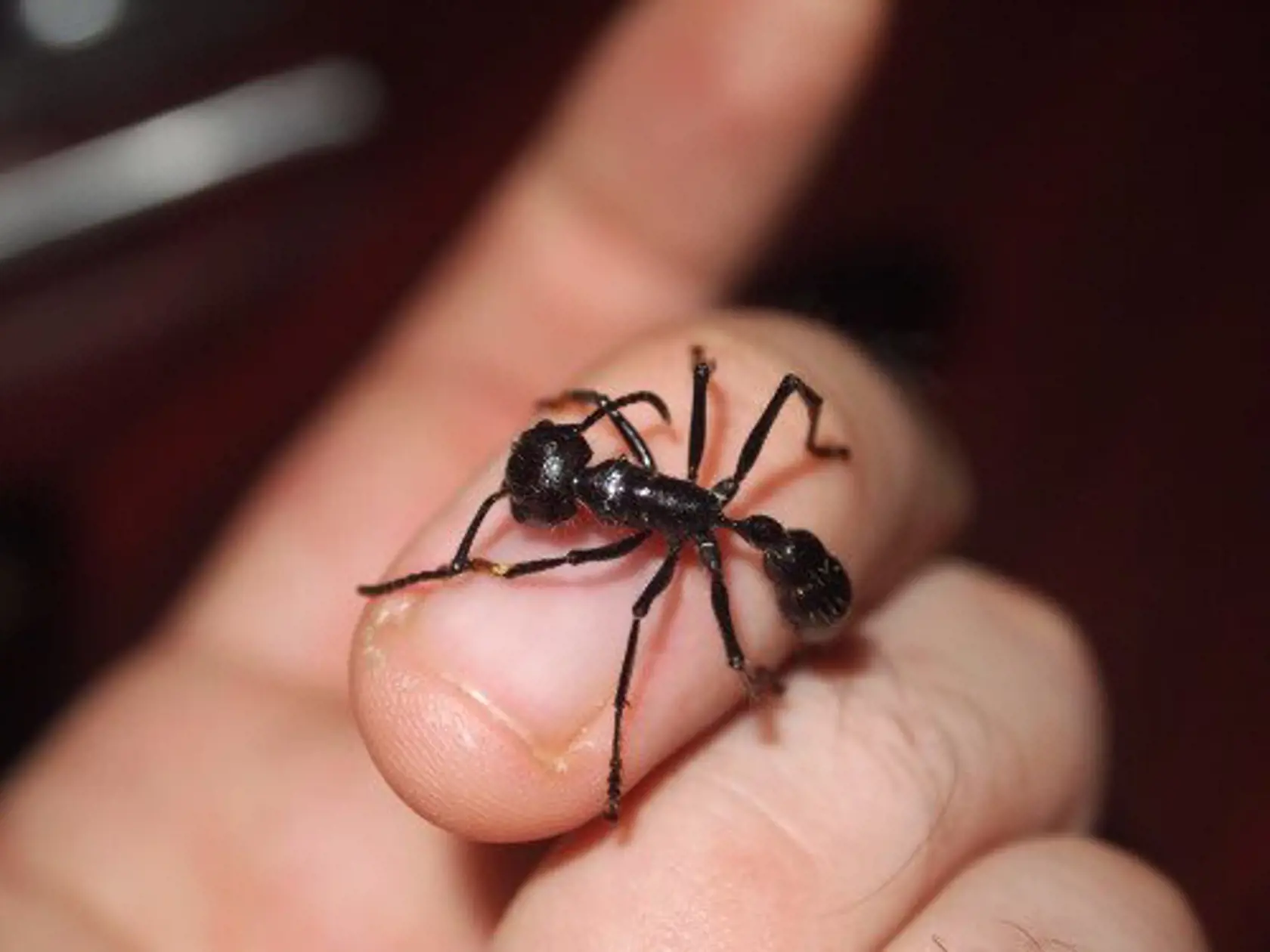 Ak sa vyberiete do brazílskych pralesov, jednej veci sa rozhodne vyhnite. Mravcovi s prezývkou bullet ant, ktorého poštípanie je vraj rovnako bolestivé ako strelná rana.