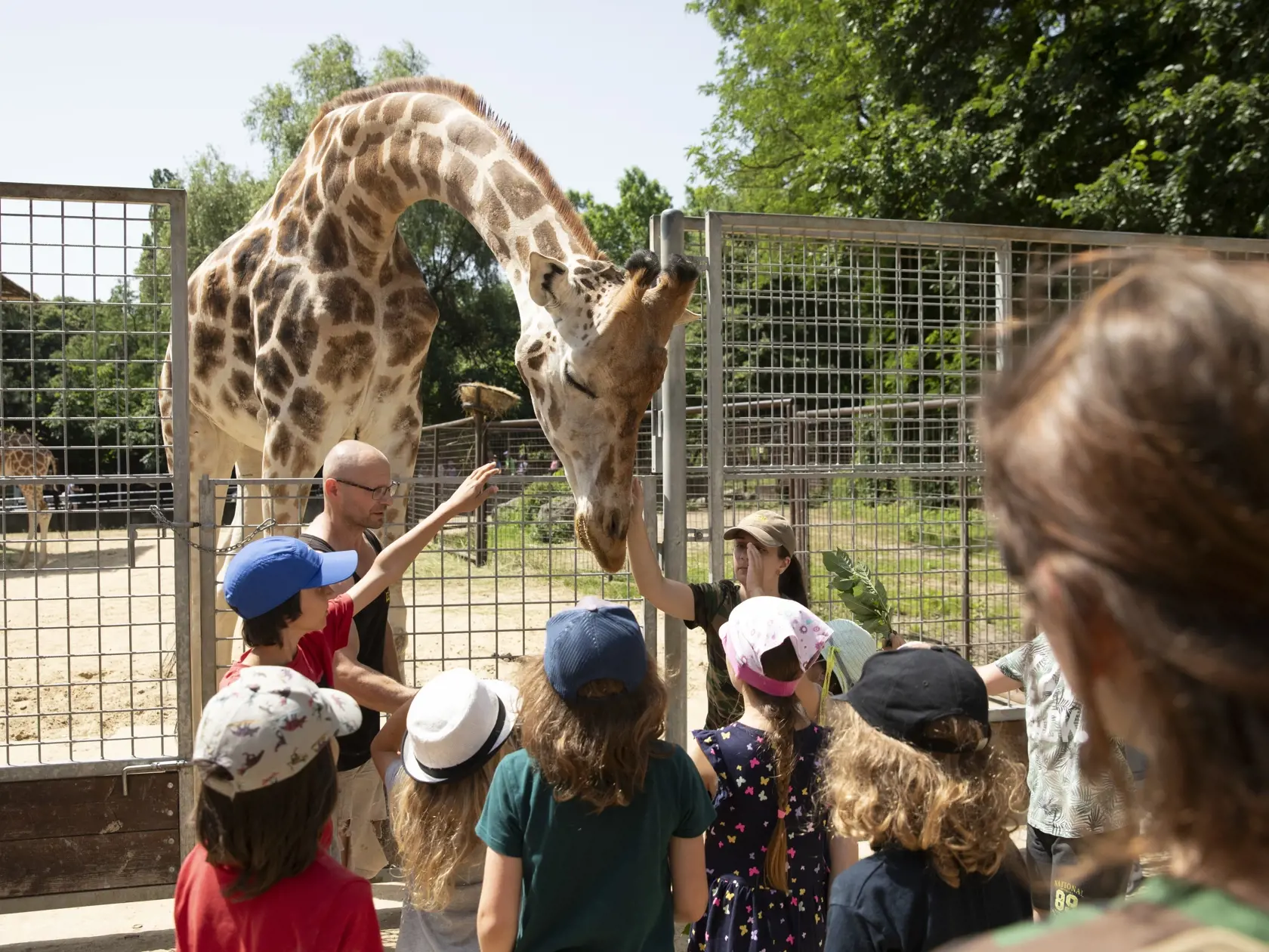 V bratislavskej ZOO si môžete užiť aj zážitkové kŕmenie žirafy.