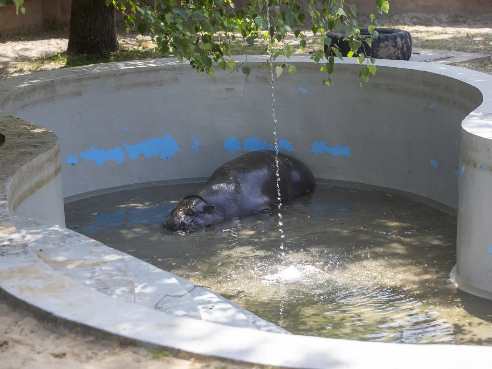V bratislavskej ZOO si návštevníci môžu obzrieť aj hrošíka.