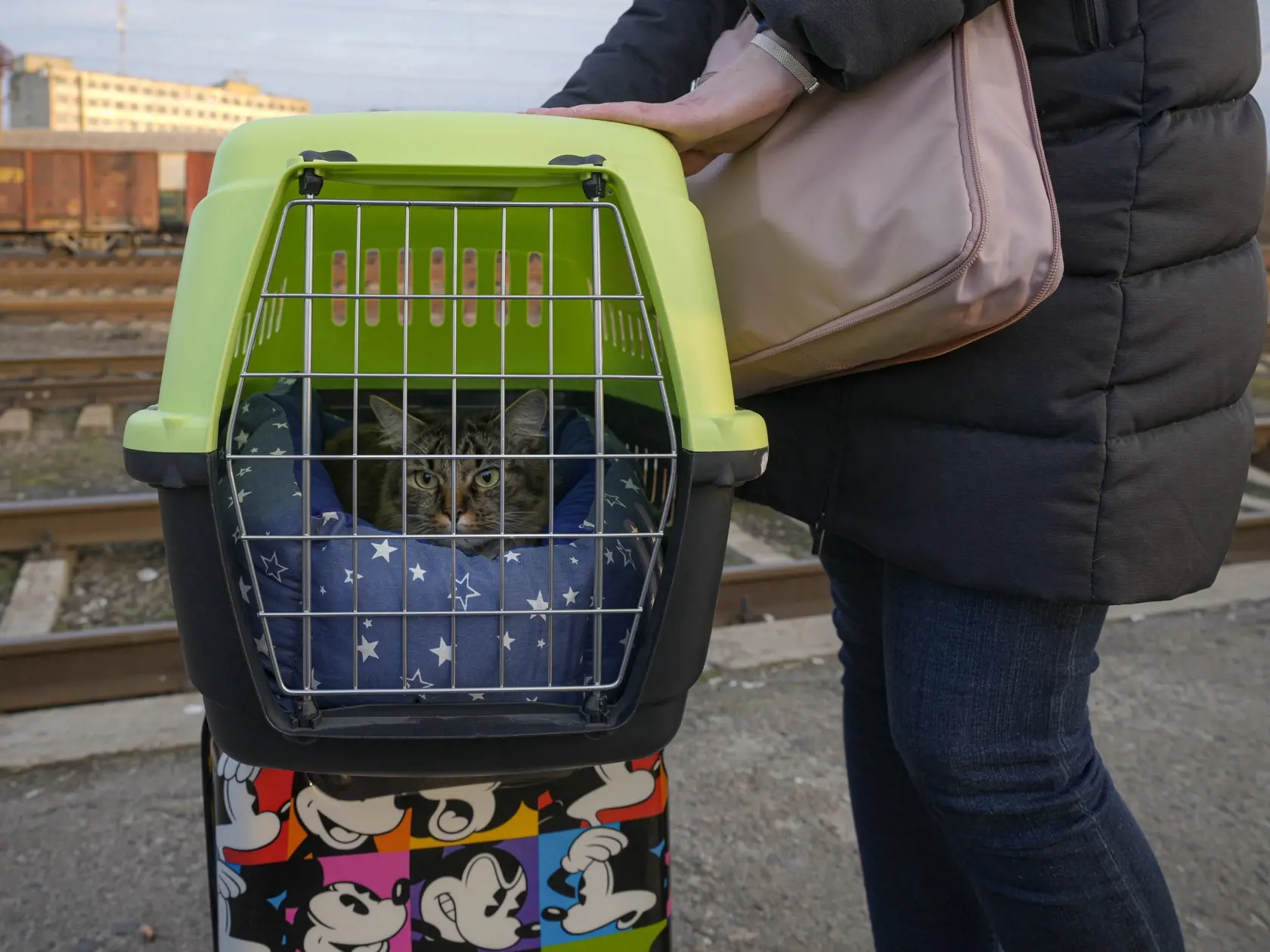 KK35 Kosťantynivka - Mačka sedí v prepravke počas čakania na vlak do Kyjeva v meste Kosťantynivka v Doneckej oblasti na Ukrajine vo štvrtok 24. februára 2022 v Kyjeve. Ruské jednotky spustili očakávaný útok na Ukrajinu. Vo štvrtok pred úsvitom bolo počuť výbuchy v ukrajinských mestách - Kyjev, Charkov a Odesa. Svetoví lídri kritizovali začiatok ruskej invázie, ktorá by mohla spôsobiť obrovské straty na životoch a zvrhnúť demokraticky zvolenú ukrajinskú vládu. FOTO TASR/AP  

A cat sits in a pet 