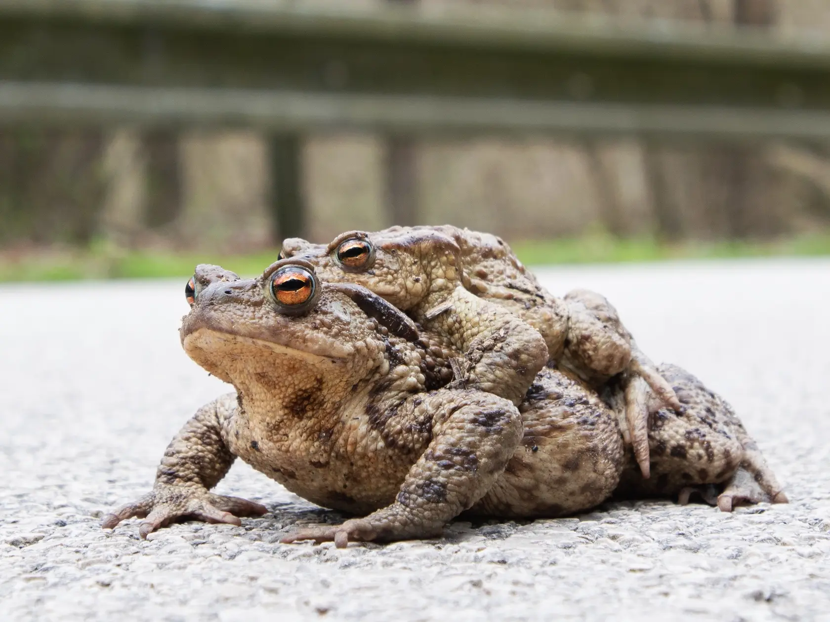Na snímke ropuchy bradavičnaté (Bufo bufo) samček a samička na ceste počas migrácie z lesa k vodnému toku pod Čachtickým hradom vo Višňovom v pondelok 31. marca 2025. FOTO TASR - Martin Medňanský