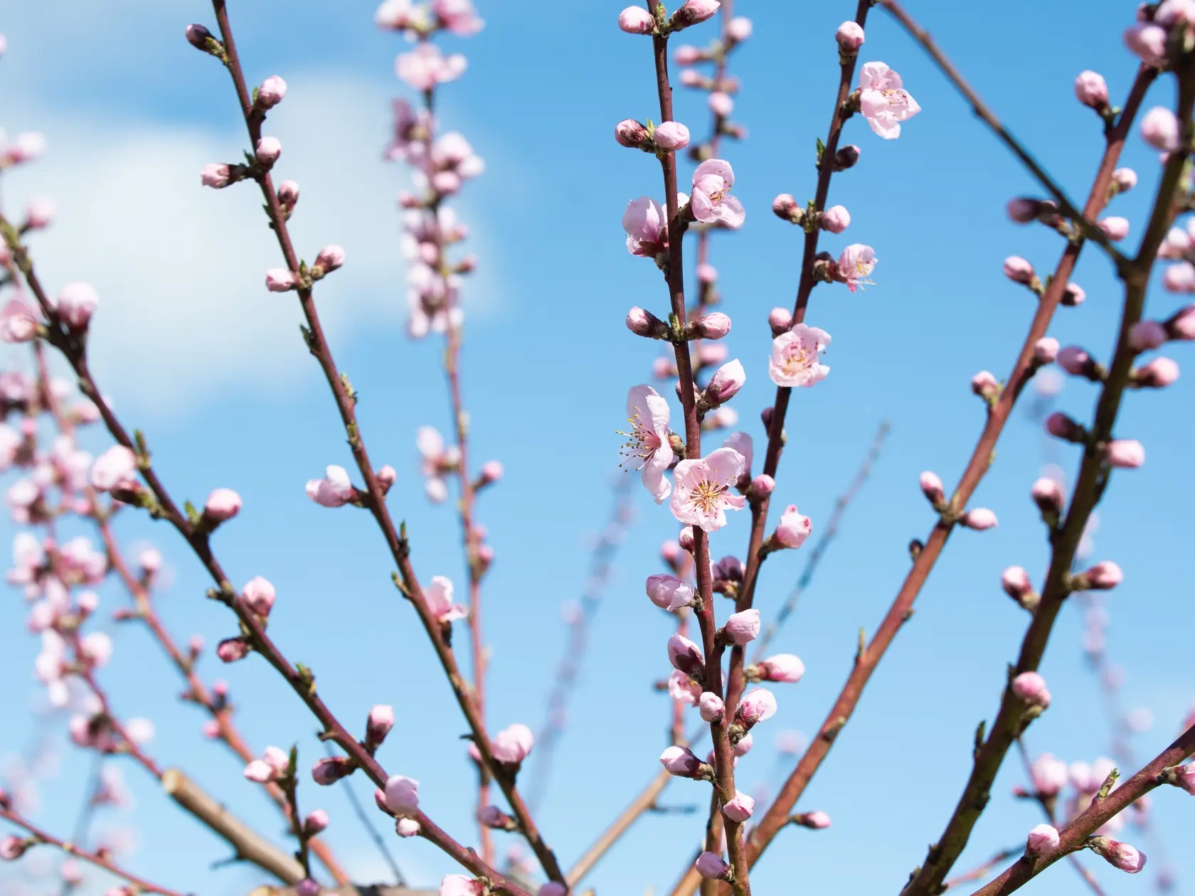 Na snímke kvety na kvitnúcich stromoch broskýň (Prunus persica) v pestovateľskom areáli poľnohospodárskeho družstva v Čachticiach, okres Nové Mesto nad Váhom v pondelok 31. marca 2025. FOTO TASR - Martin Medňanský