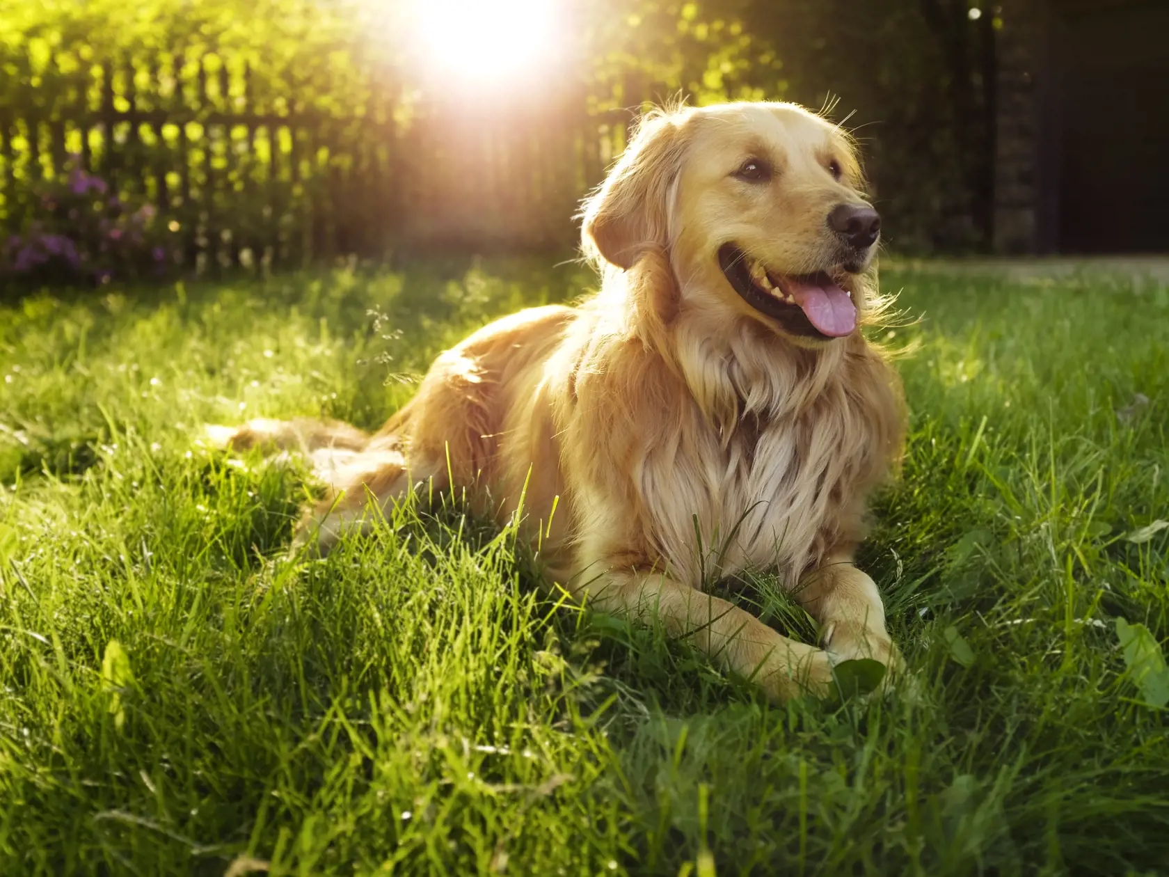 Zlatý retriever.