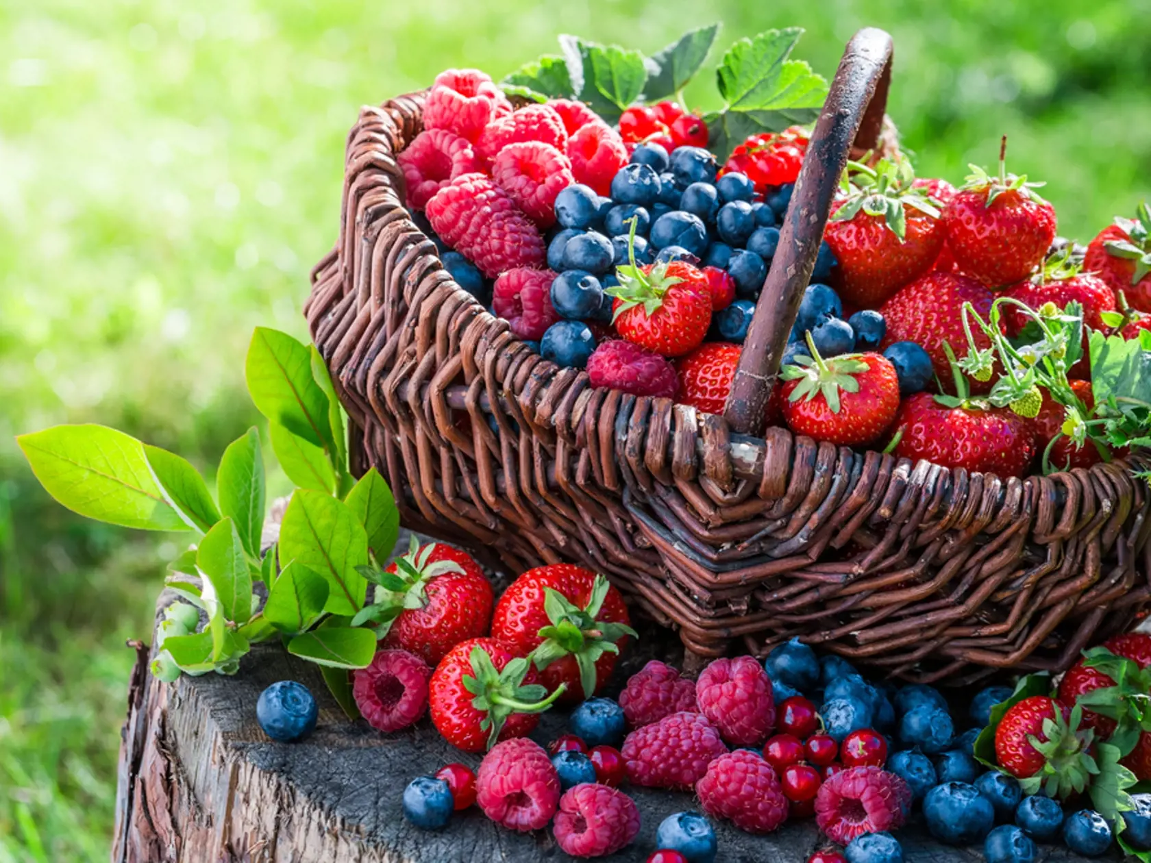 Čučoriedky, brusnice, maliny, čerešne, jahody či černice patria medzi potraviny s najvyšším obsahom antioxidantov. Sú výborným zdrojom vitamínu C, vitamínu A, kyseliny gáliovej a účinnej protivírusovej zložky, ktorá zvyšuje imunitu. Množstvo výskumov potvrdilo ich účinok proti starnutiu a schopnosť znížiť počet voľných radikálov. Napomáhajú spomaliť rast premalígnych buniek a brániť tvorbe ciev, ktoré vyživujú tumor. Preventívne zaberajú proti rakovine pažeráka, úst, kože a hrubého čreva.