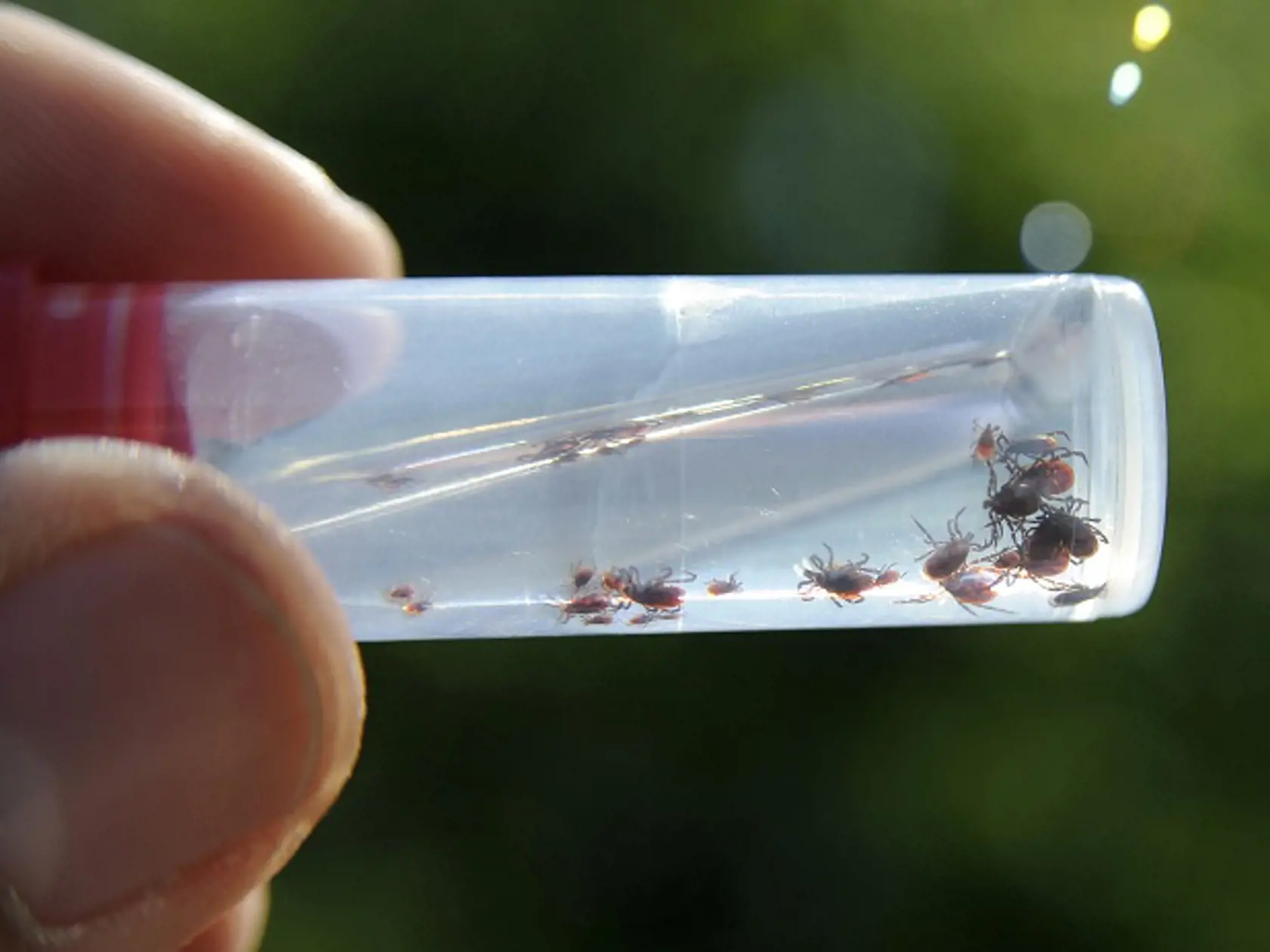 Kliešte obyčajné (Ixodes ricinus)