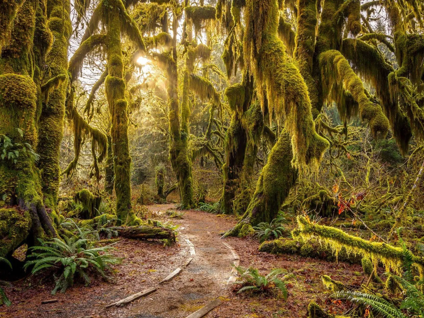 Les Hoh Rain, Washington, USA.