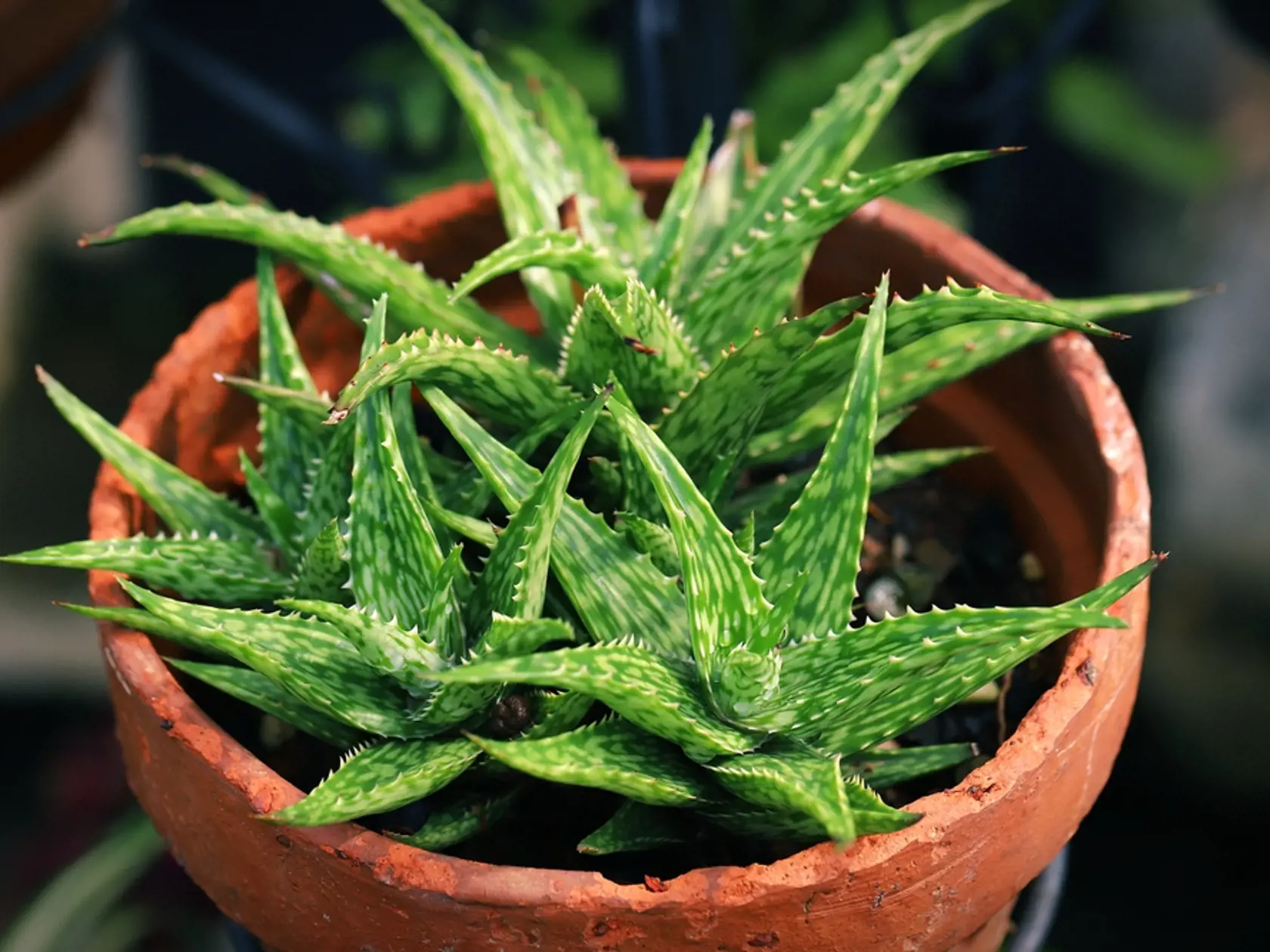 Aloe vera vám ochladí miestnosť.