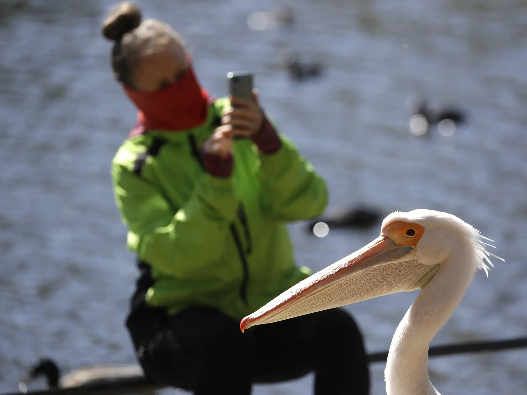 Žena s ochranným rúškom na zabránenie šíreniu nového koronavírusu si fotí pelikána v parku St James's Park v Londýne.