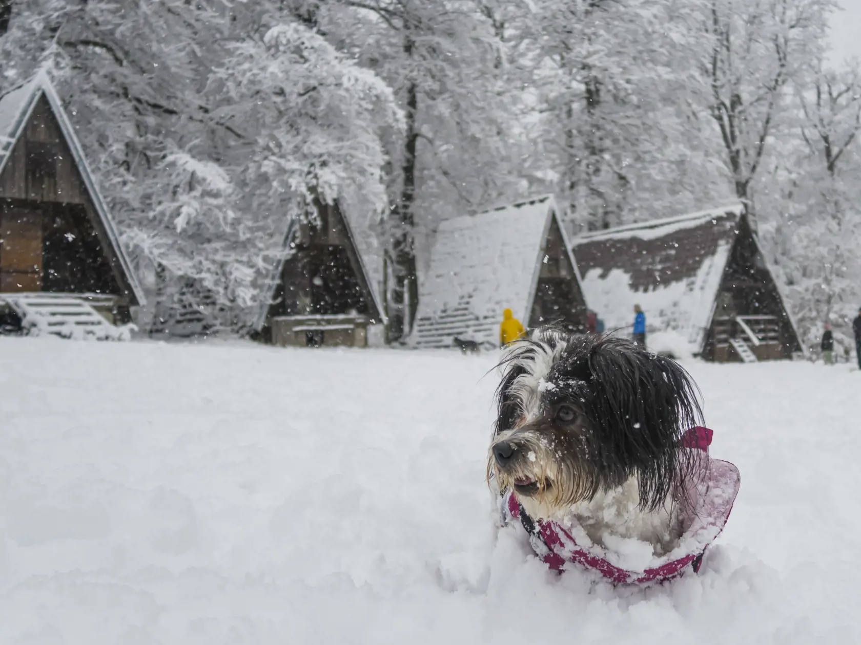 Na snímke pes sa hrá v snehu na bratislavskej Kolibe 23. decembra 2023. FOTO TASR - Jaroslav Novák