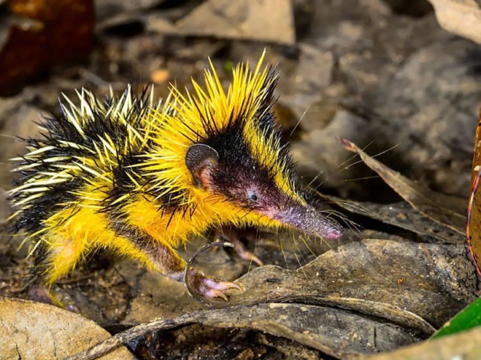 Hemicentetes semispinosus.