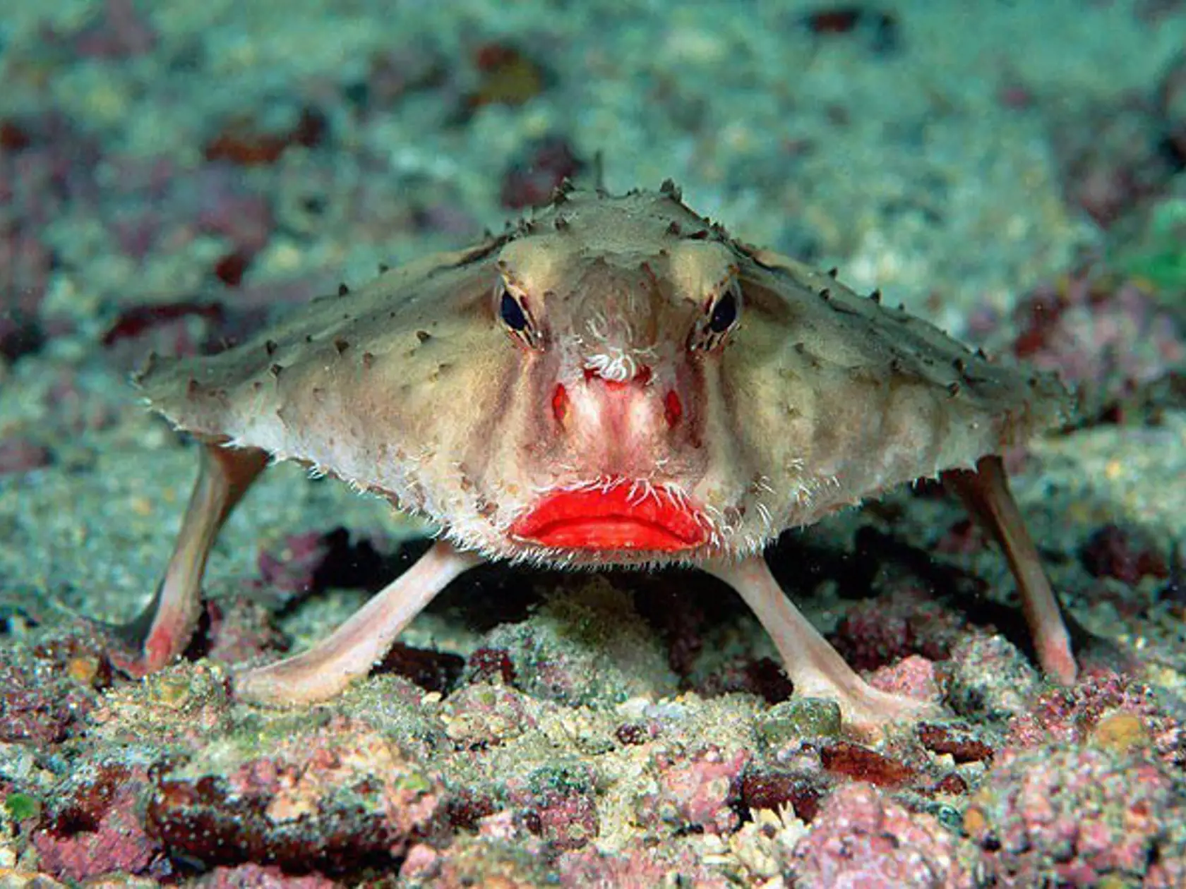 Ogcocephalus darwini.