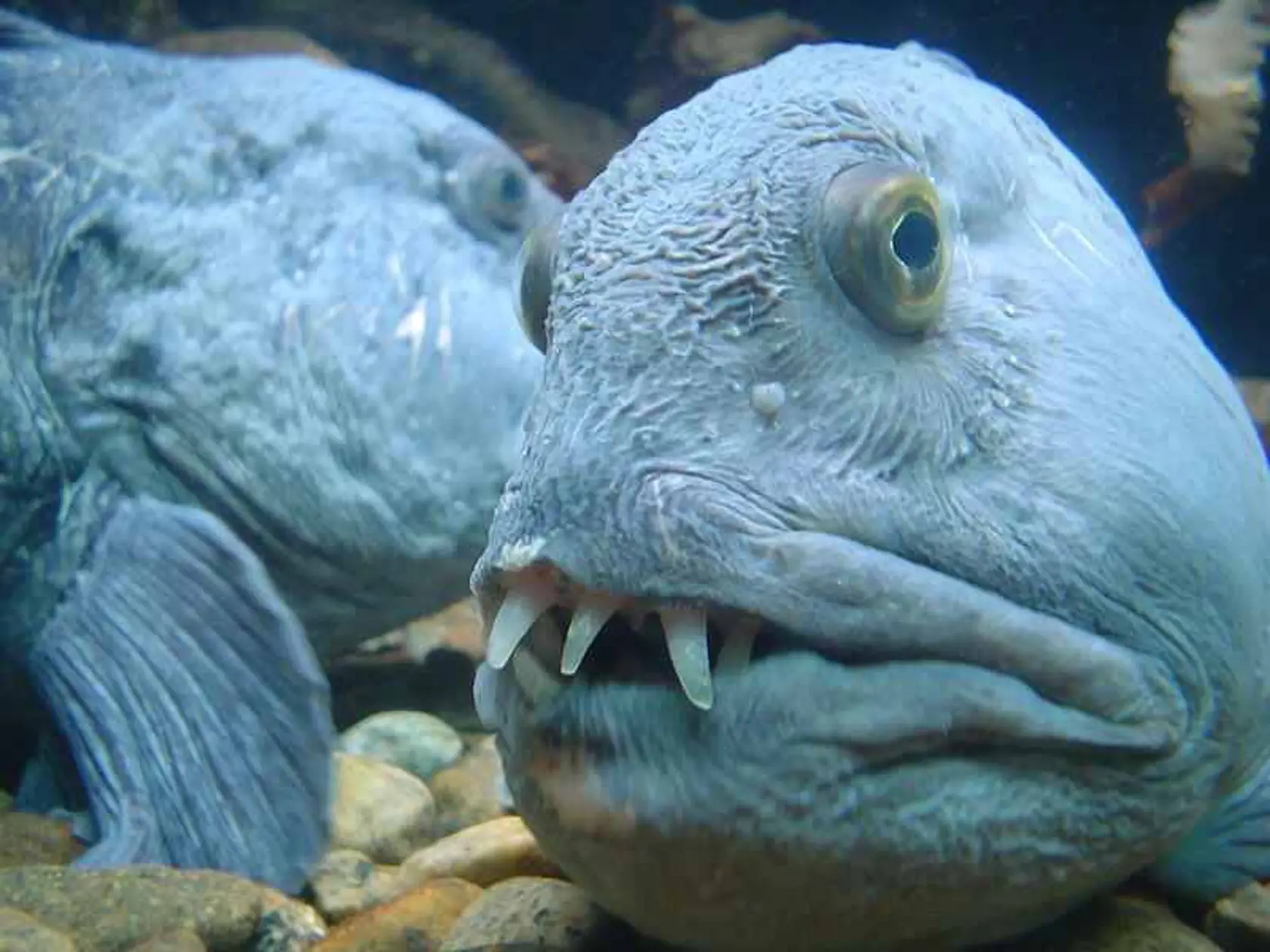 Anarhichas lupus.