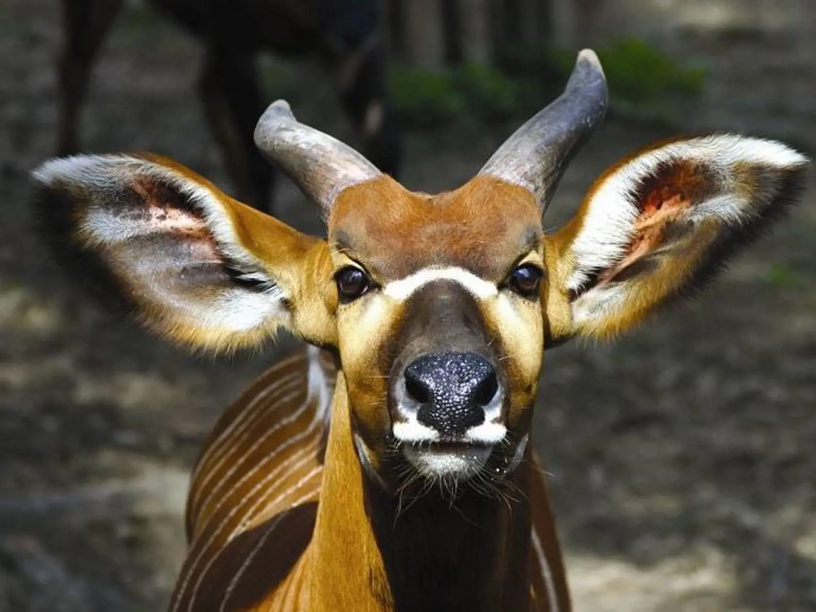 V utorok sa v zoo Bojnice môžete krásne báť.