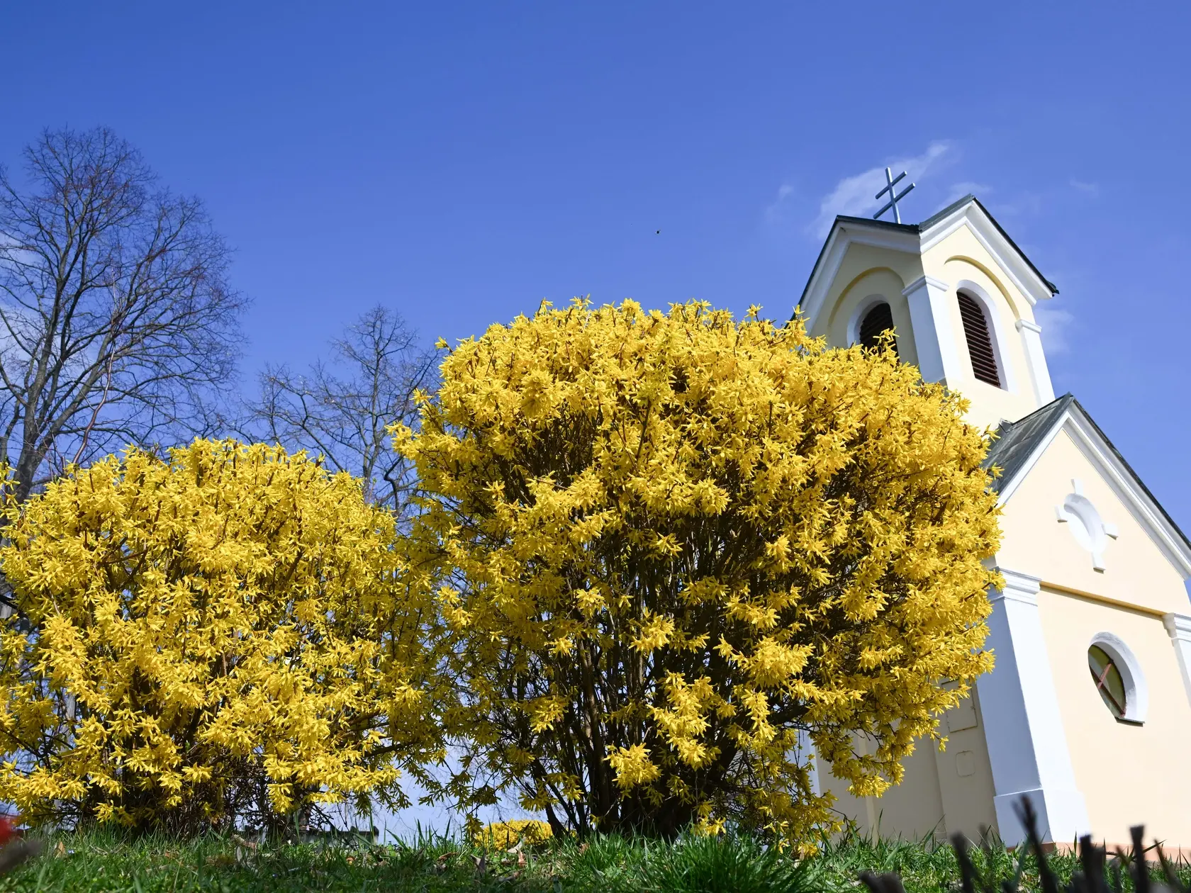 Na snímke kríky zlatovky (Forsythia) tiež nazývané zlatý dážď vedľa kaplnky v Chocholnej-Záriečí, okres Trenčín vo štvrtok 27. marca 2025. FOTO TASR - Martin Medňanský