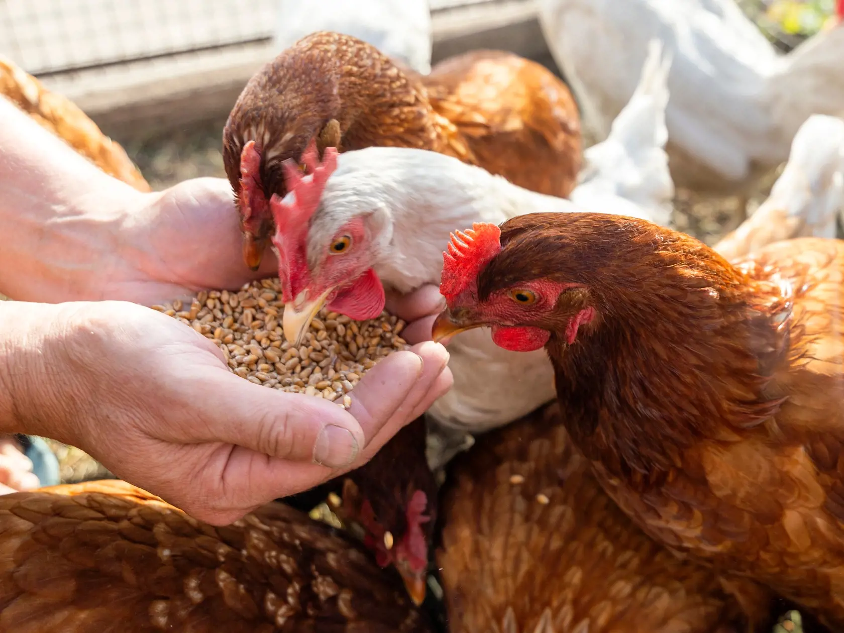 Rozhodne im však nestačia iba zvyšky z domácnosti, potrebujú aj vitamíny, tuky a bielkoviny. Čím lepšie ich budete živiť, tým lepšie budú mať vajcia aj mäso.