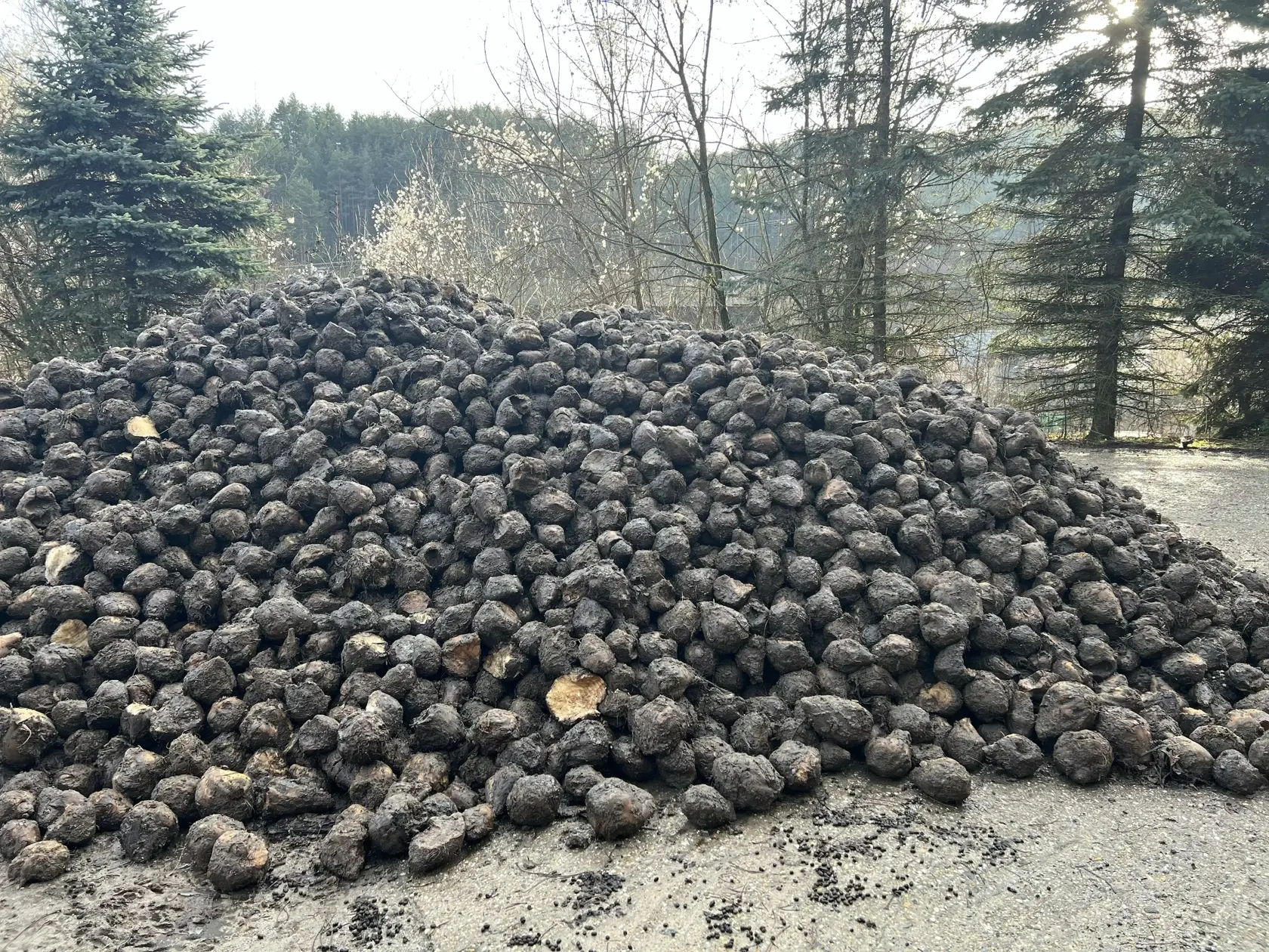 “Nesmierne zapáchala až do dediny. Naozaj neviem koho napadne lákať medvede a ostatnú zver takto, až skoro k obci,” povedal nám neveriacky.