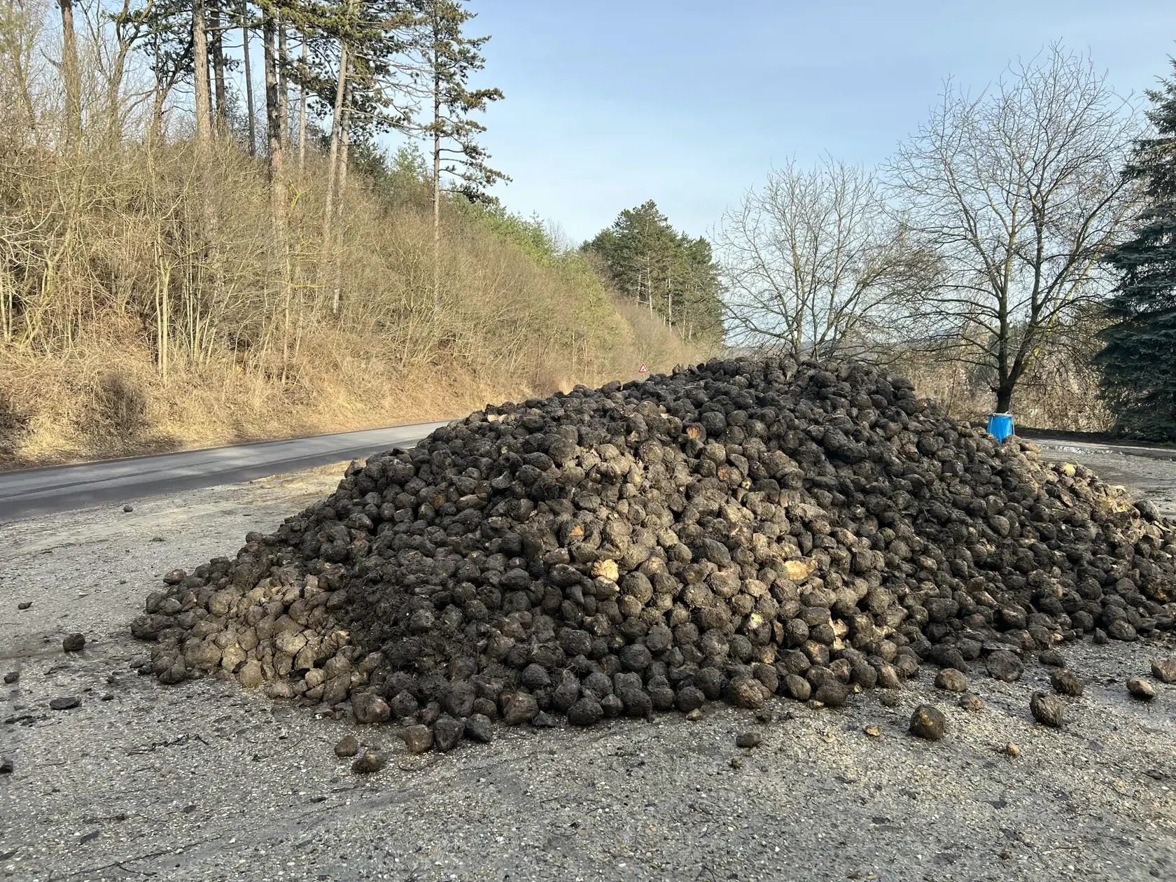 A nemýlili sa - aj tu našli ďalšie niekoľko tonové kopy trstinovej repy v blízkosti tohto náučného banského chodníka značeného modrou turistickou značkou.
