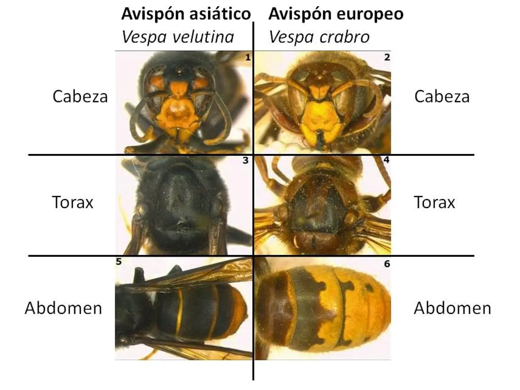 Hlavné znaky odlišnosti: vľavo je sršeň európsky a vpravo sršeň európsky.