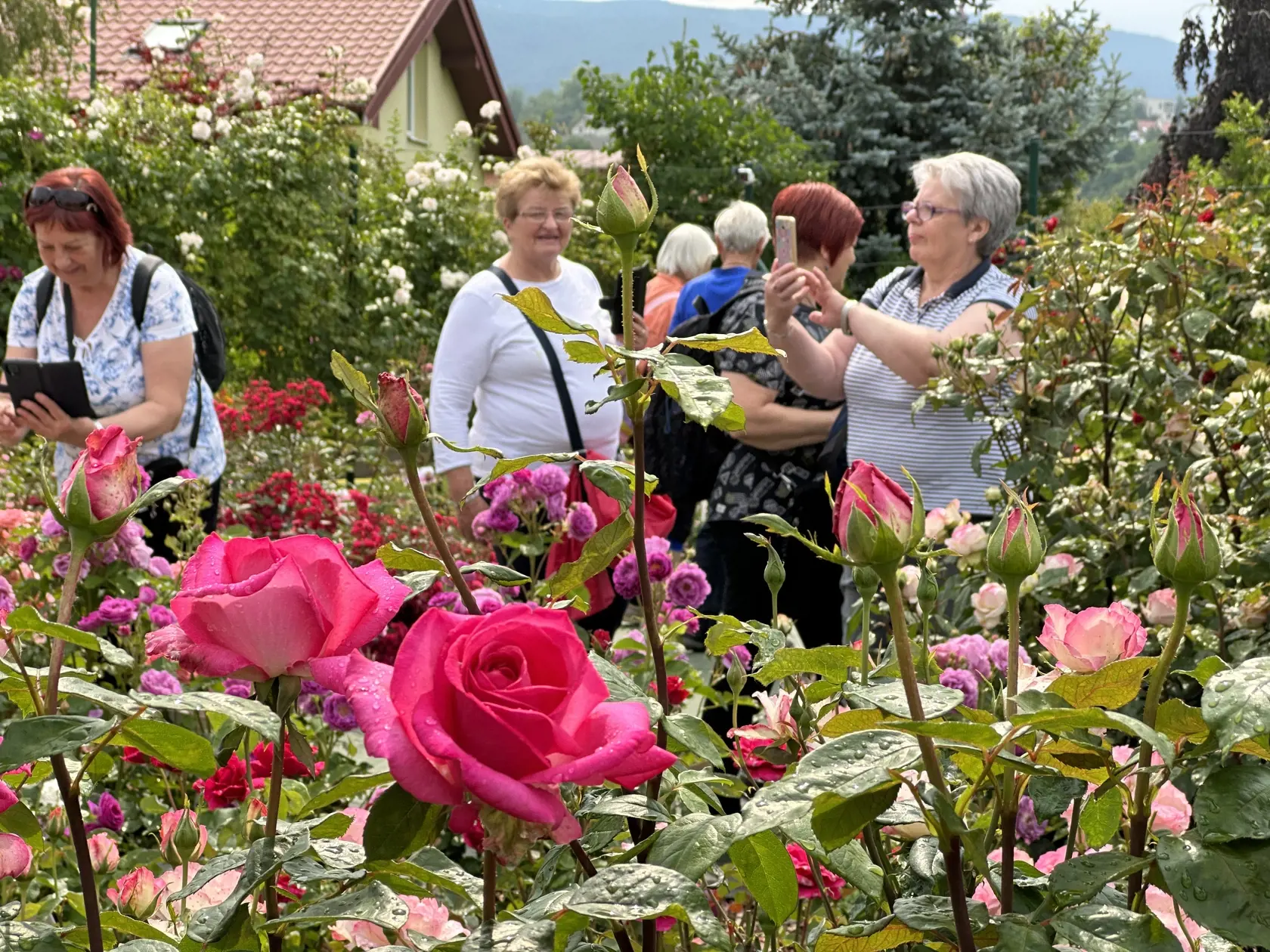 Manželia Bohušoví si na záhrade v obci Nižná Myšľa otvorili rozárium.