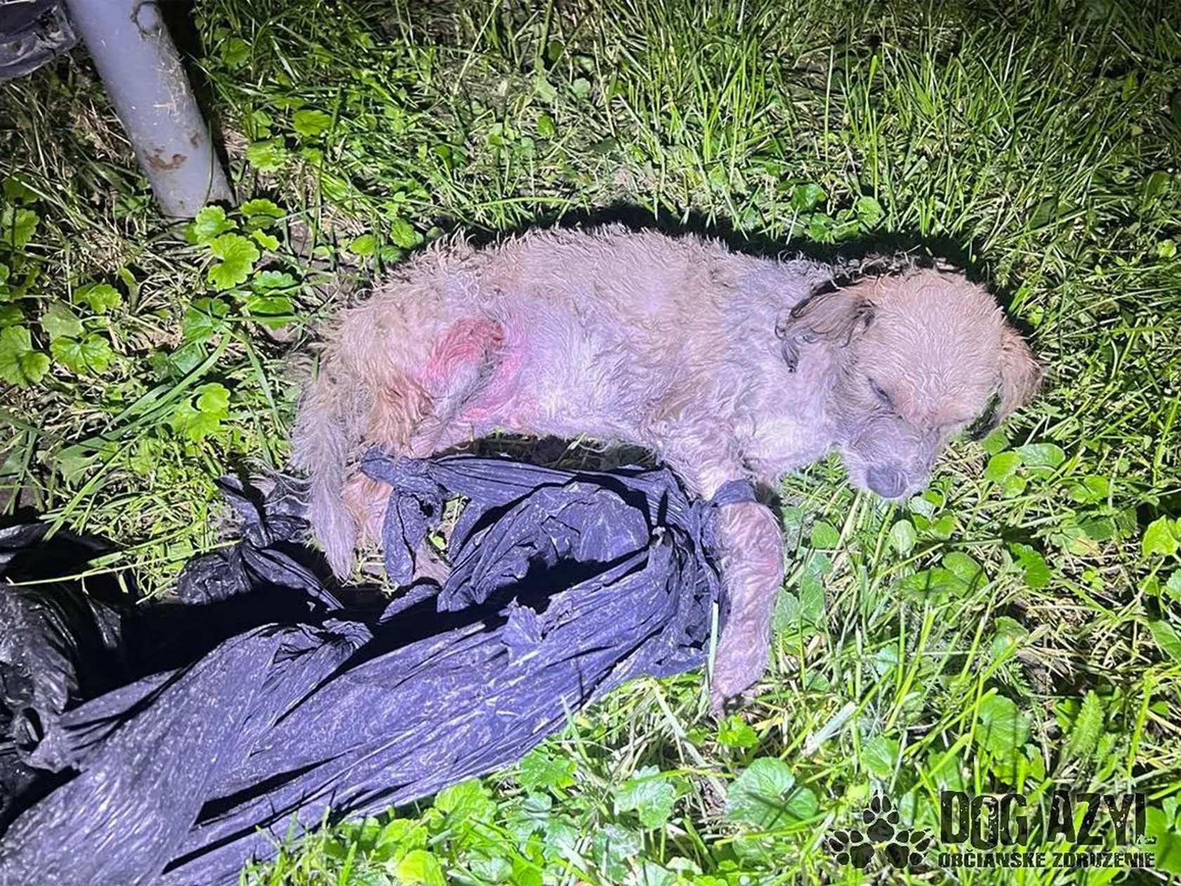 V utorok v noci privolali mestských policajtov v Dunajskej Strede k prípadu týrania šteniatka.