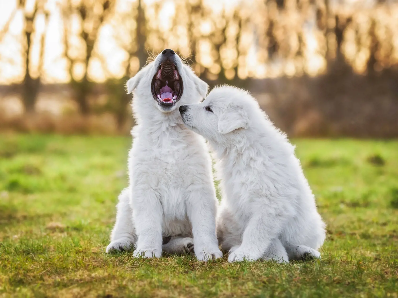 Two,Funny,White,Swiss,Shepherd,Puppies,Playing