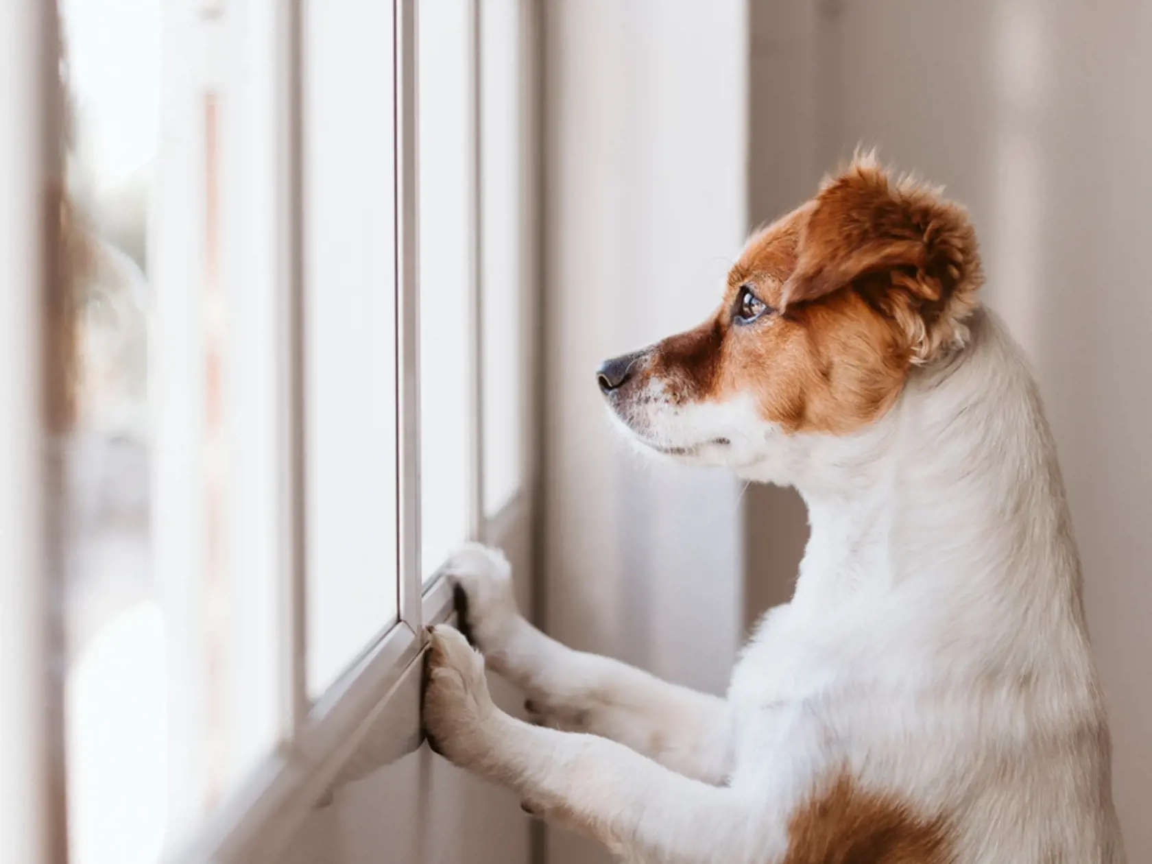 Cute,Small,Dog,Standing,On,Two,Legs,And,Looking,Away