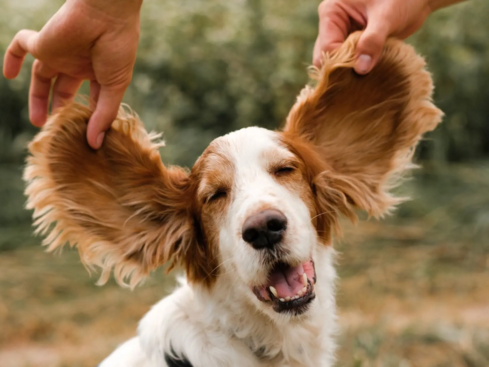 Portrait,Of,A,Spaniel,Dog,With,Large,Funny,Floppy,Ears,
