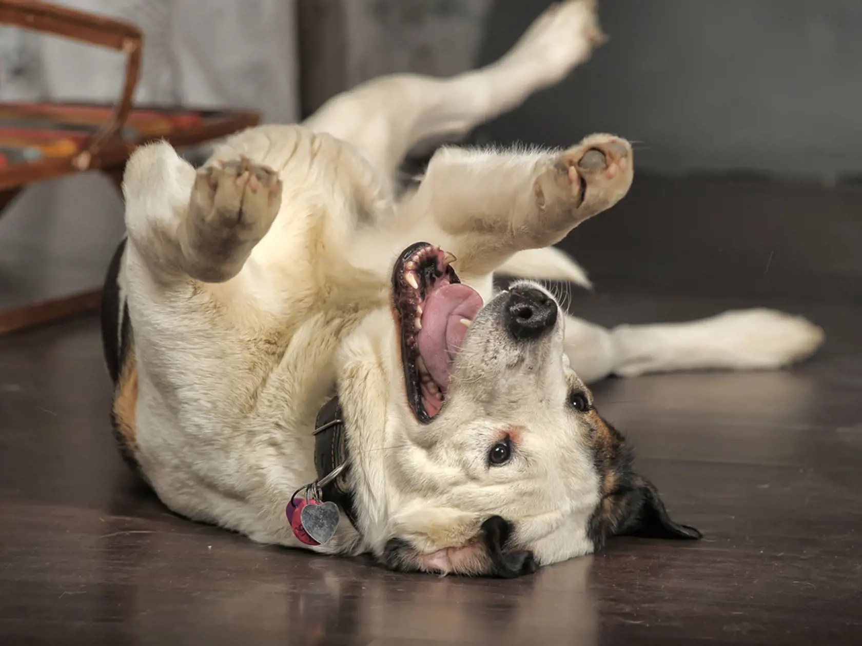 Happy,Dog,Lying,On,His,Back.
