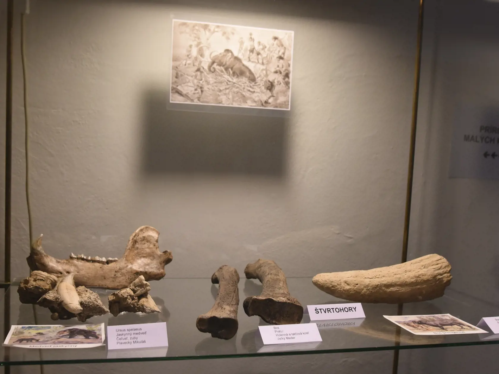 Západoslovenské múzeum v Trnave.