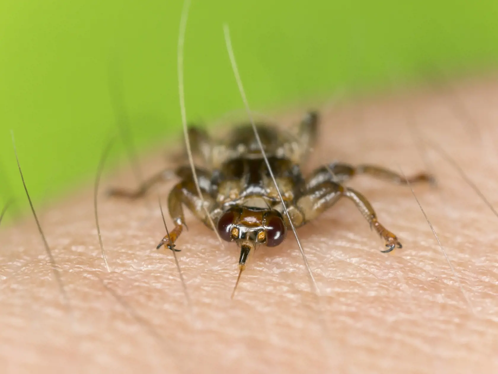 Takto sa ľudovo nazýva kuklorodka jelenia, ktorá parazituje najmä na lesnej zveri. Pri prechádzke lesom si preto dávajte dobrý pozor, lebo nalietava aj na ľudí. A keď sa už raz prichytí, len tak ľahko sa jej nestrasiete. Má totiž na nožičkách háčiky, preto sa len veľmi ťažko odstraňuje. Infikovaný hmyz spôsobuje bartonellu a tularémiu. Po uštipnutí kuklorodkou vám miesto na koži sčervená a môže nepríjemne svrbieť. V lese sa chráňte najmä oblečením s dlhými rukávmi, pokrývkou hlavy a dobrým repel