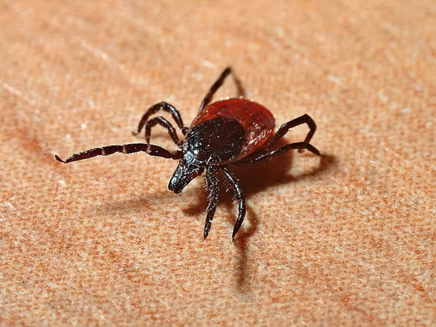 Kliešť môže prenášať boreliózu a encefalitídu, preto je potrebné ho správne vybrať.