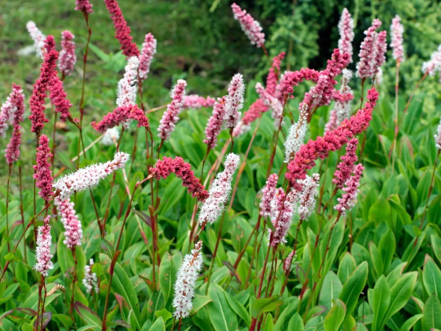 Horčiaky Persicaria amplexicaulis