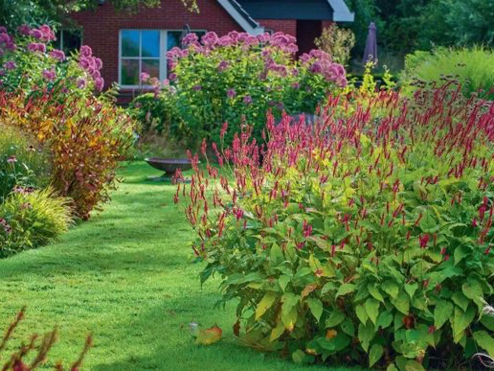 Horčiaky Persicaria amplexicaulis